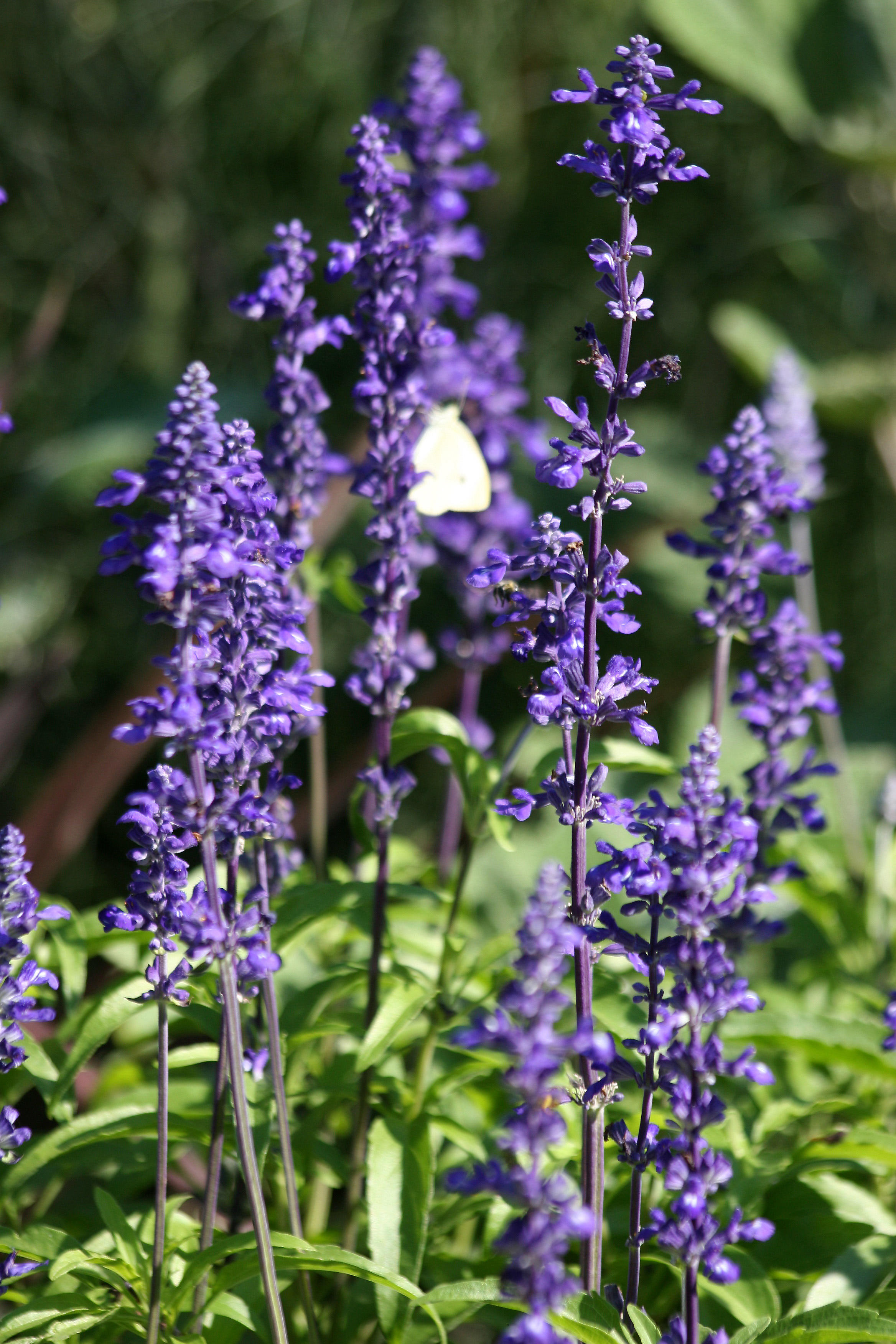 Salvia & a Cabbage Butterfly
