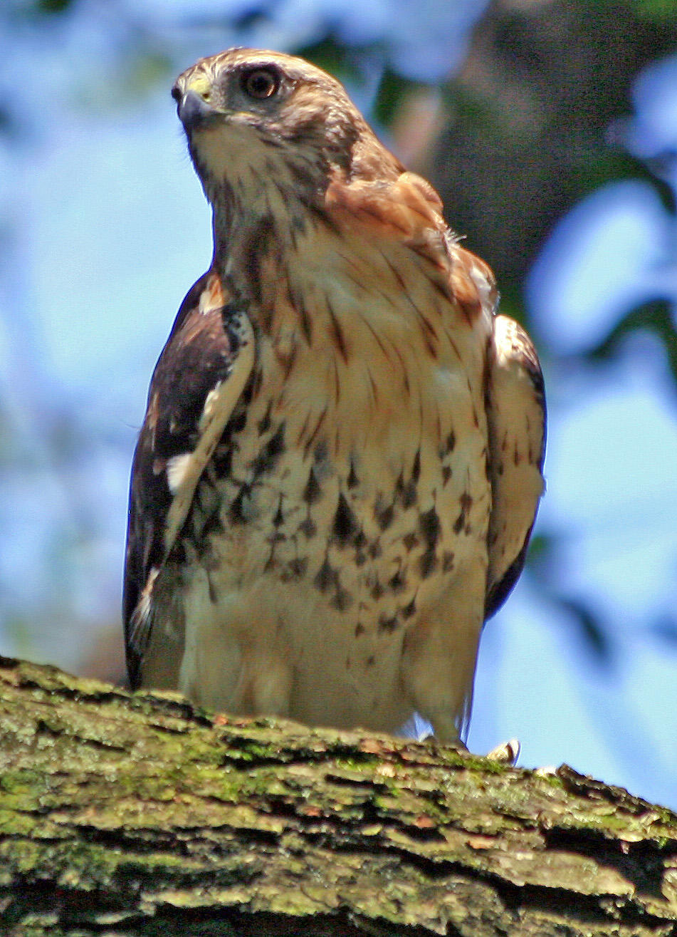 Red Tailed Hawk in an American Elm Tree - Central Park Mall