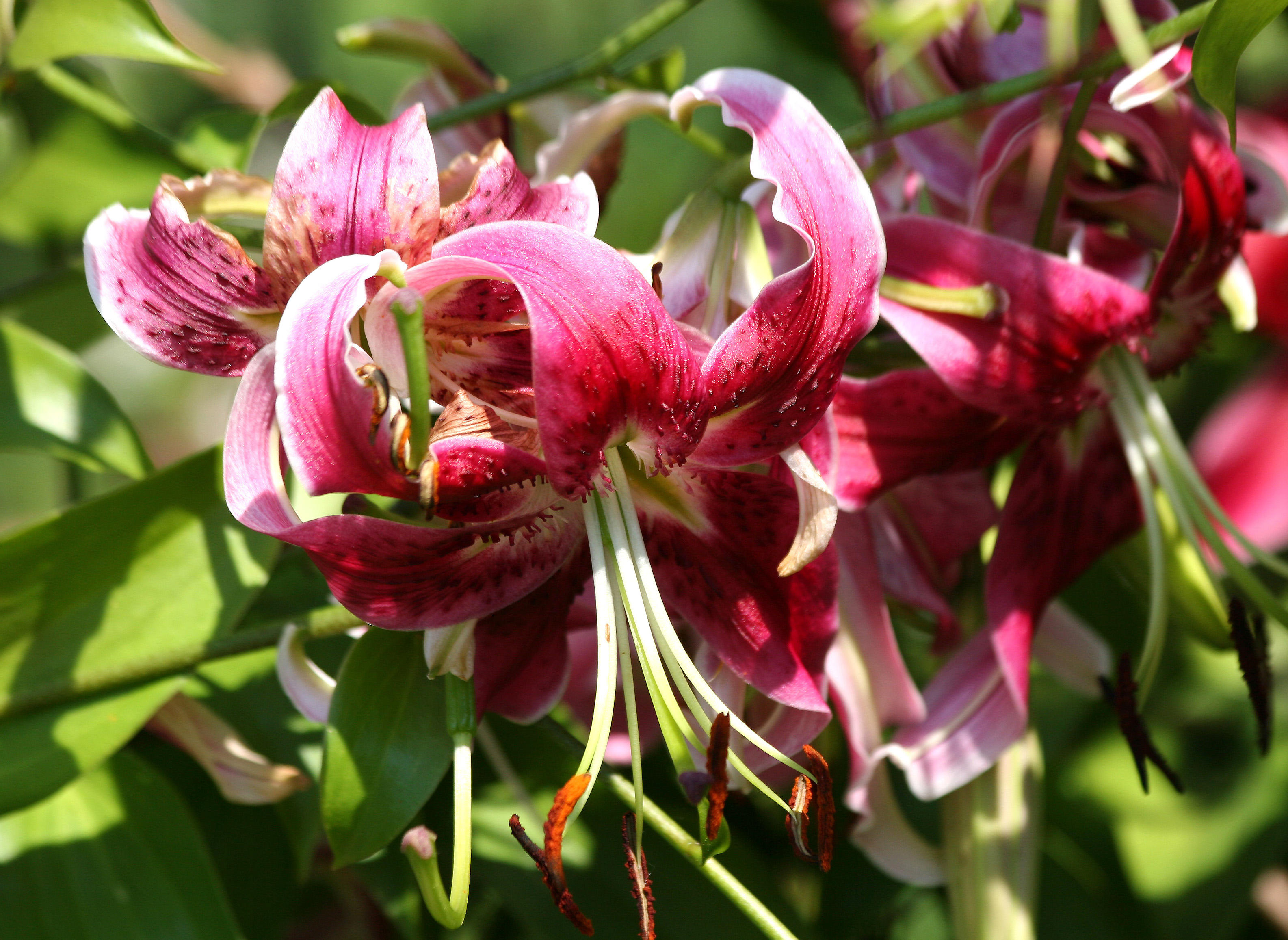 Lily - Robert Wagner Jr Park
