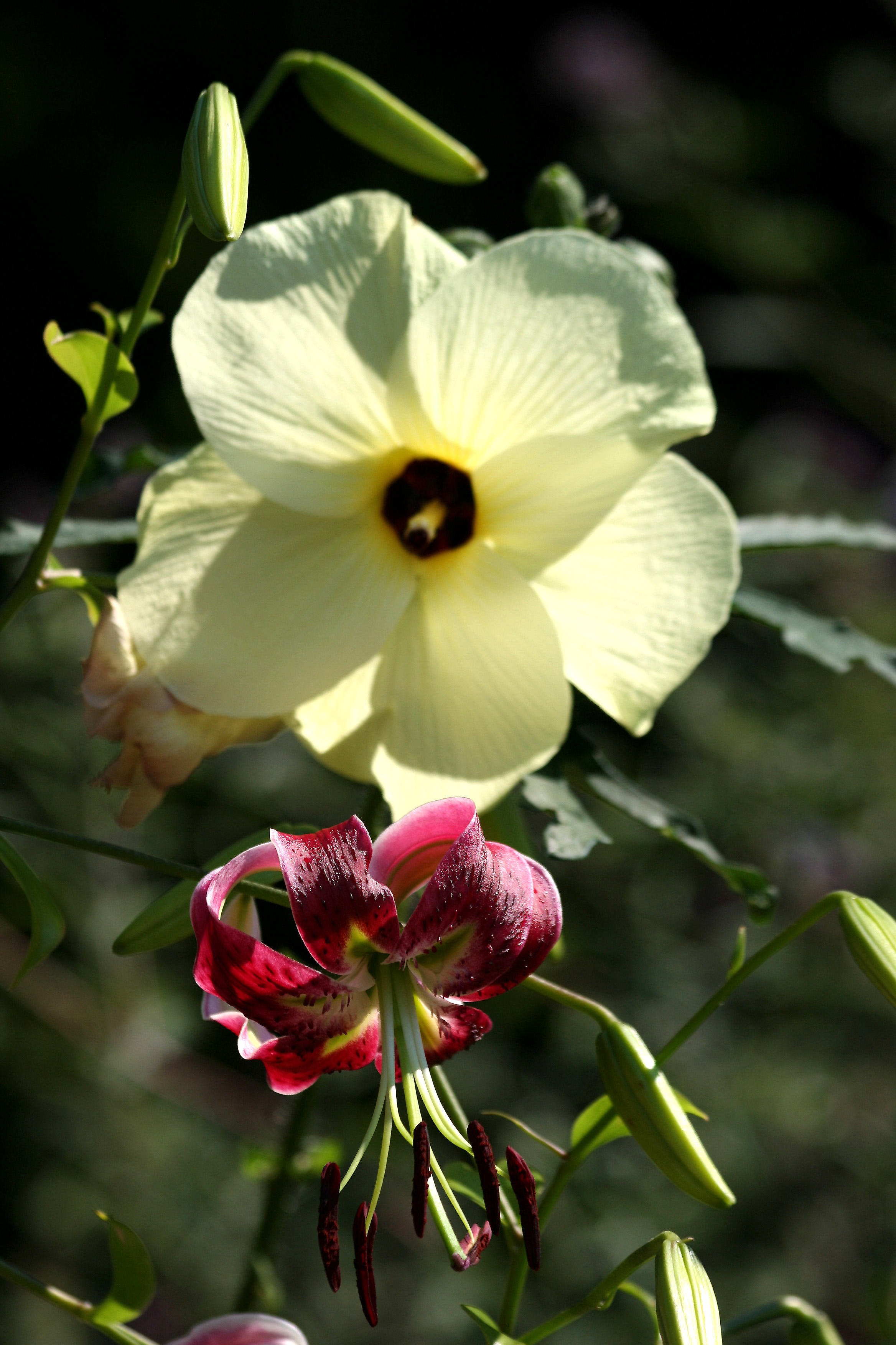 Hibiscus - Robert Wagner Jr Park
