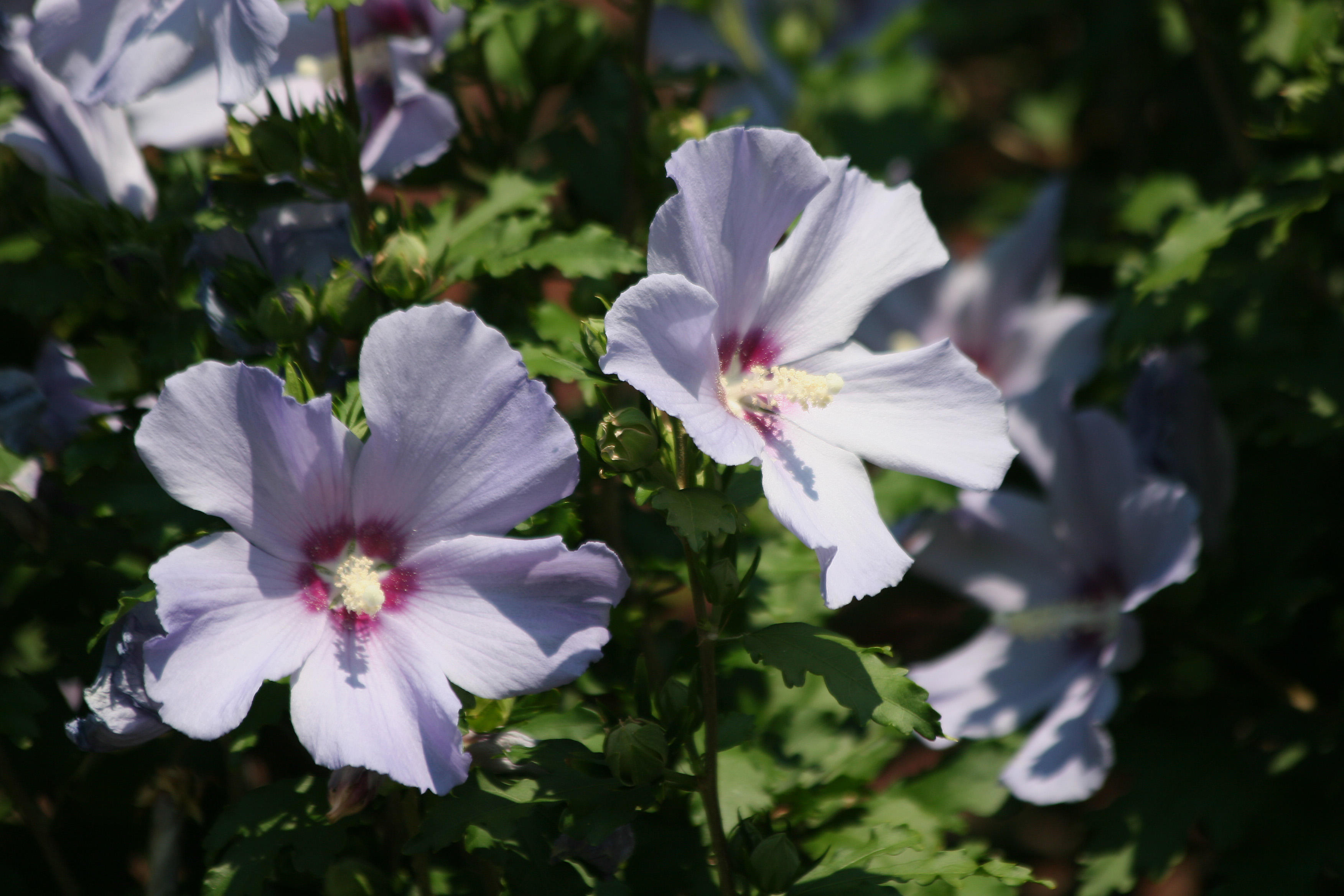 Hibiscus - Robert Wagner Jr Park
