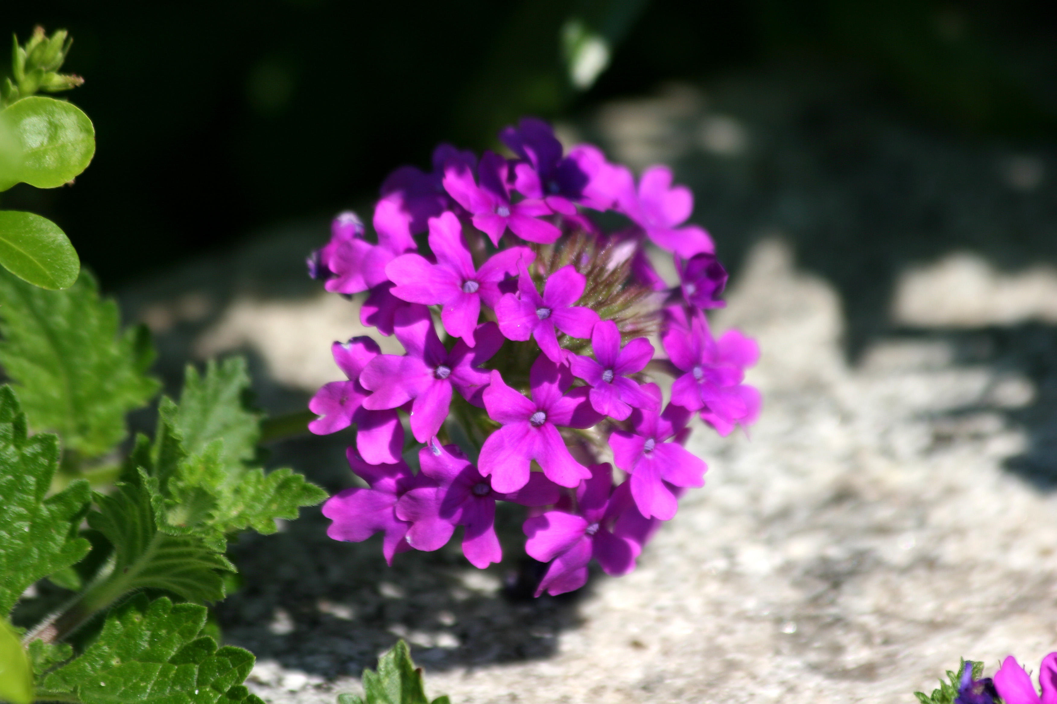 Verbena - Robert Wagner Jr Park