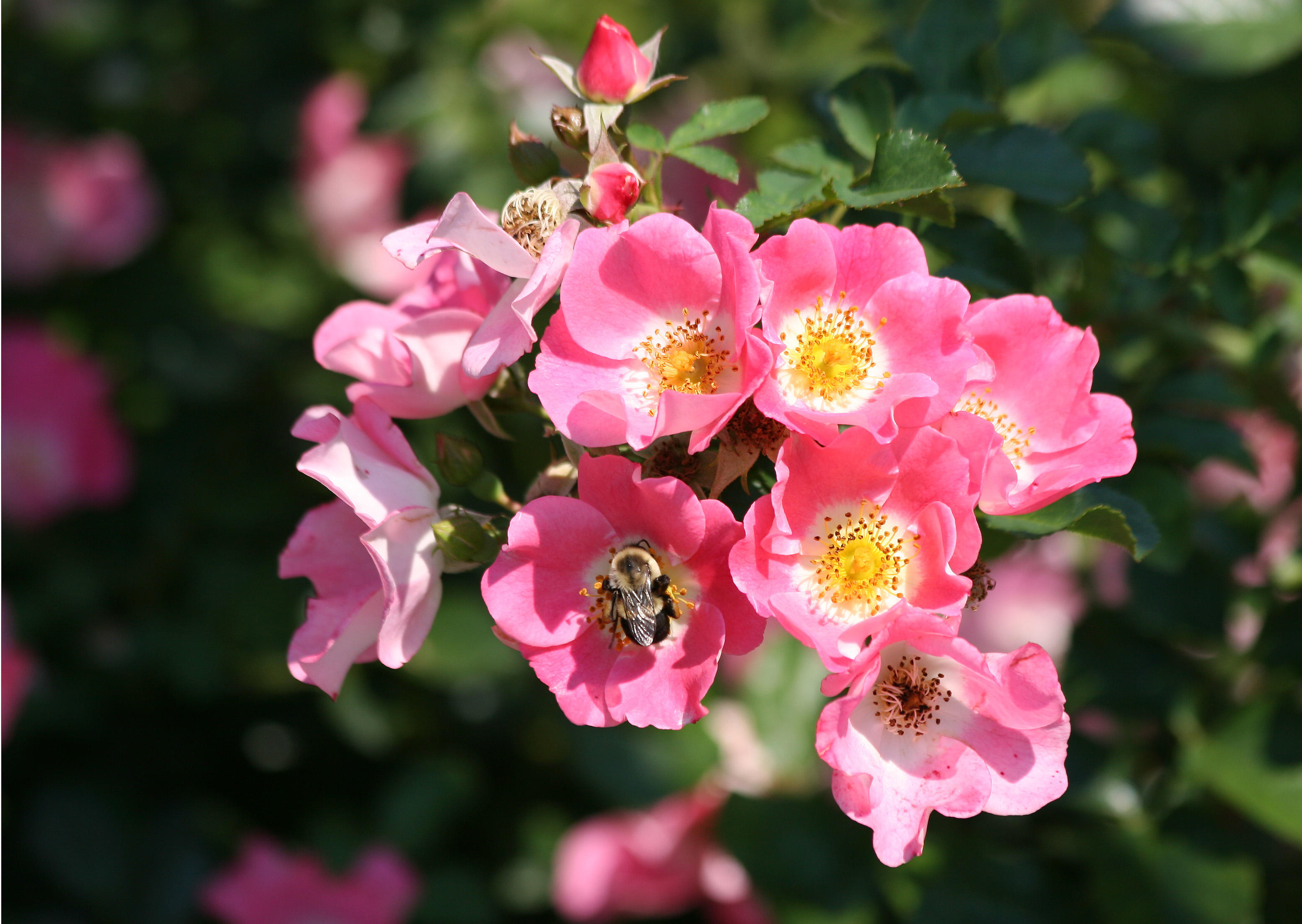 Roses - Robert Wagner Jr Park