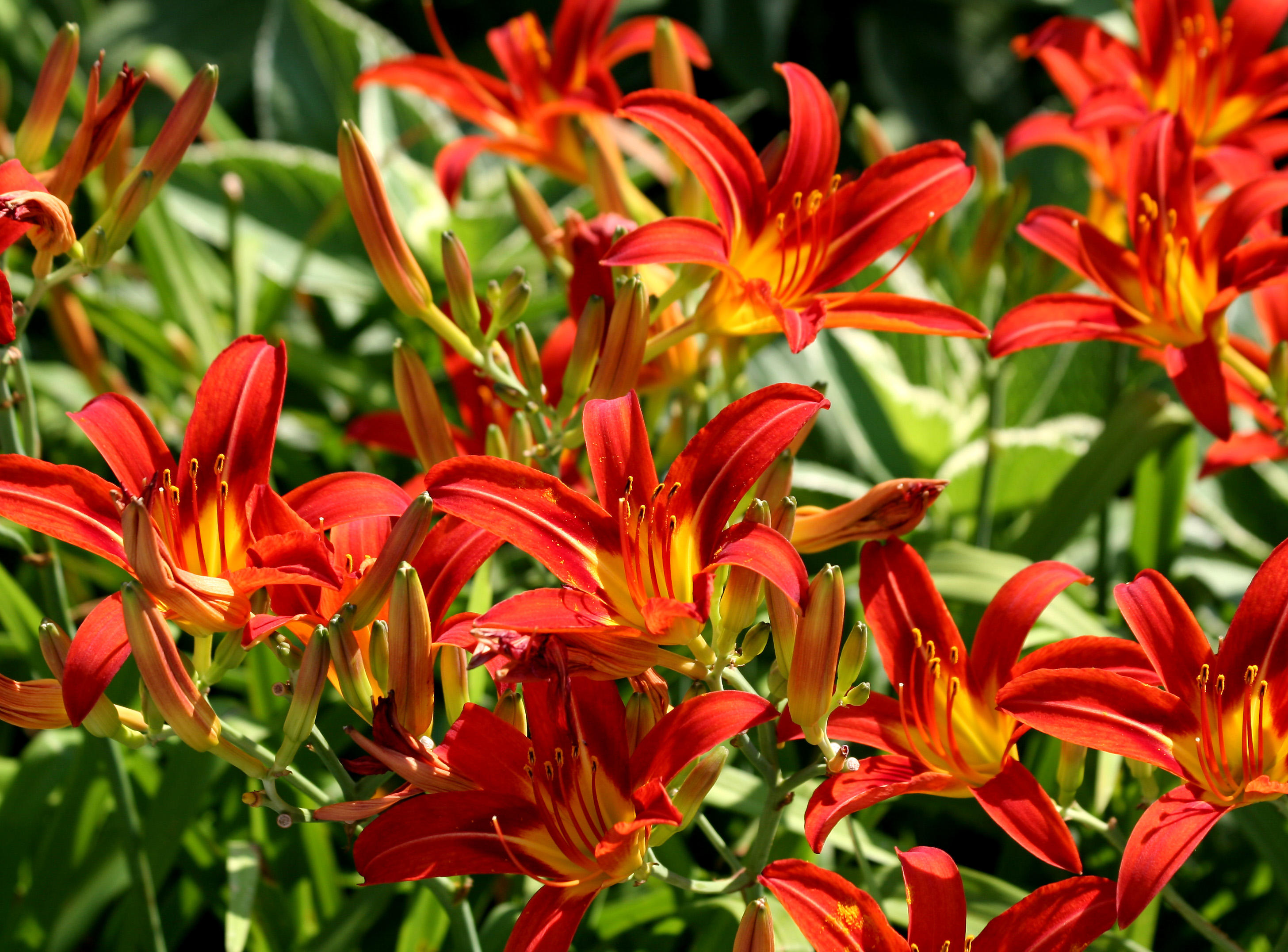 Lily - Robert Wagner Jr Park