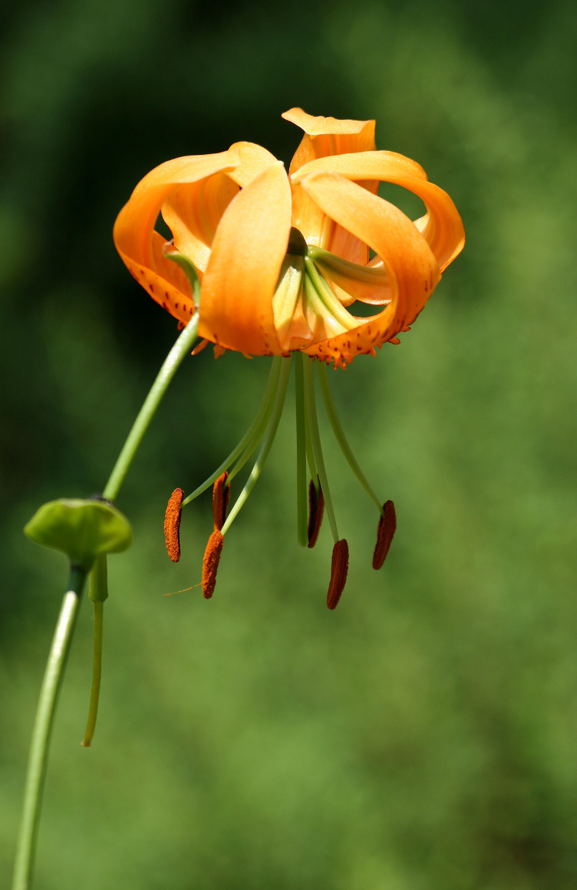 Lily - Robert Wagner Jr Park