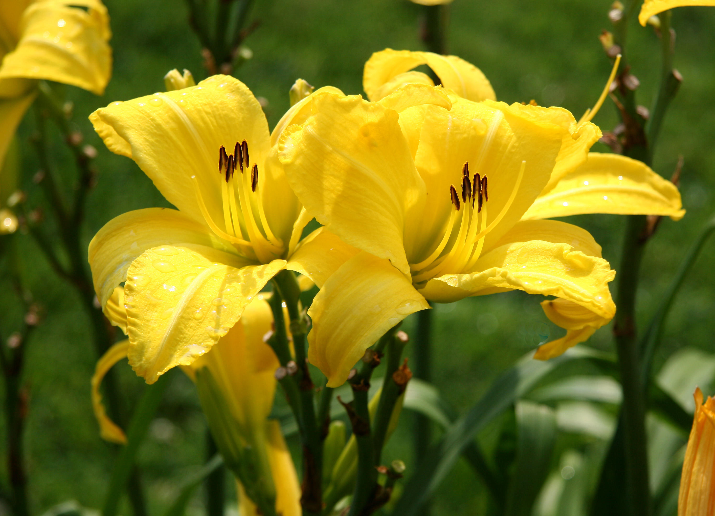Lilies - Conservatory Gardens