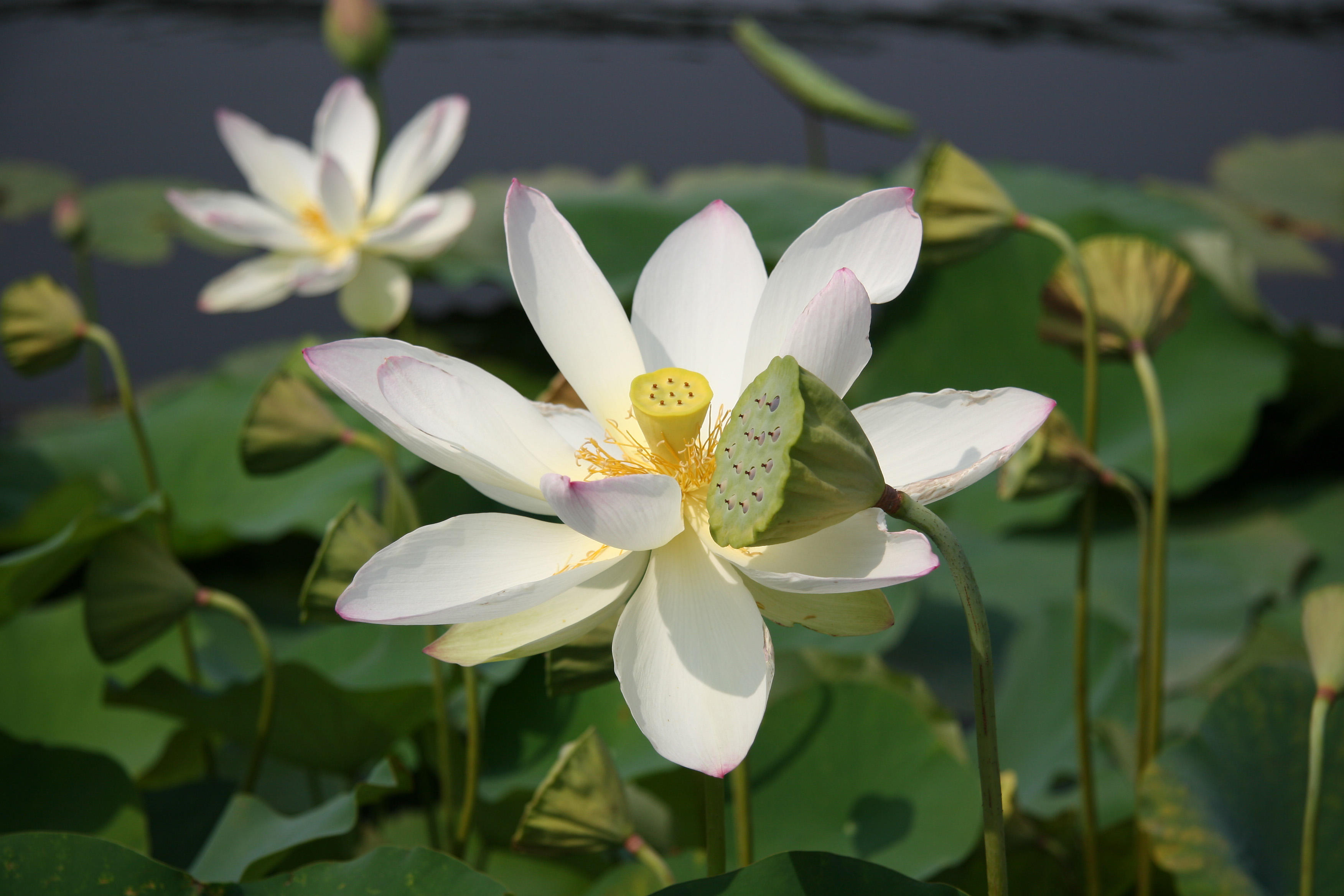 Lotus - Lily Pond Area