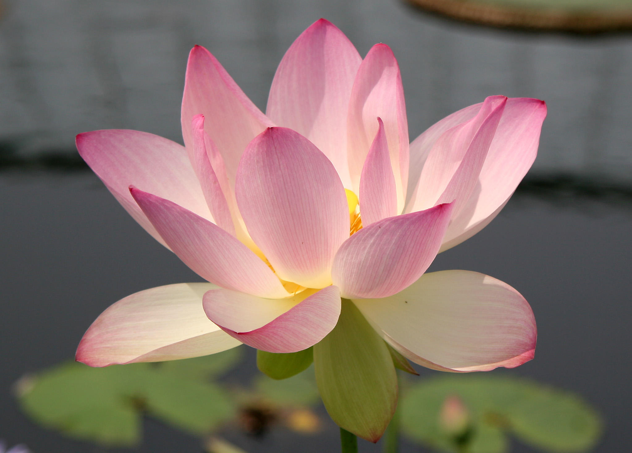 Lotus - Lily Pond Area