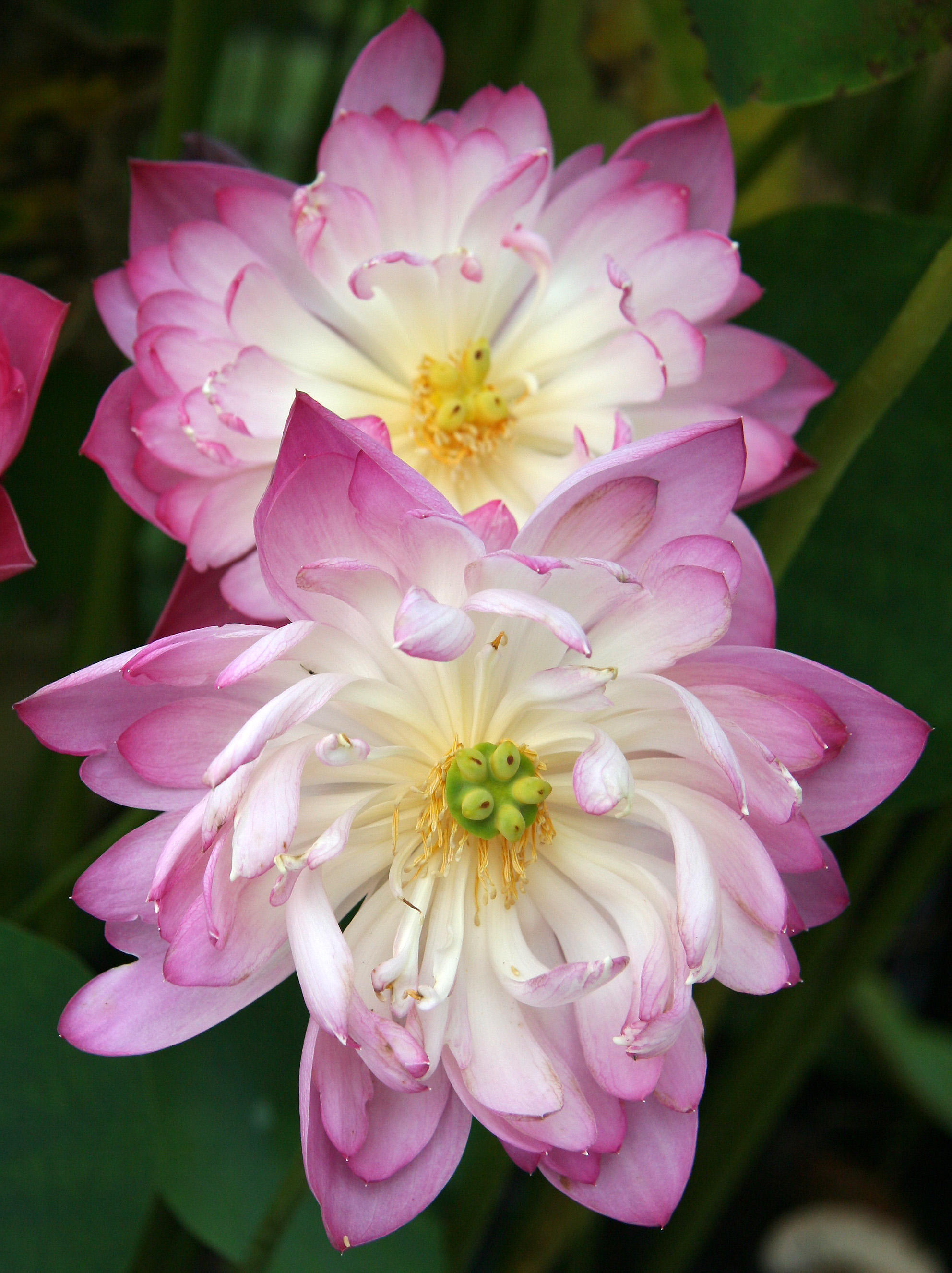 Water Lily - Lily Pond Area