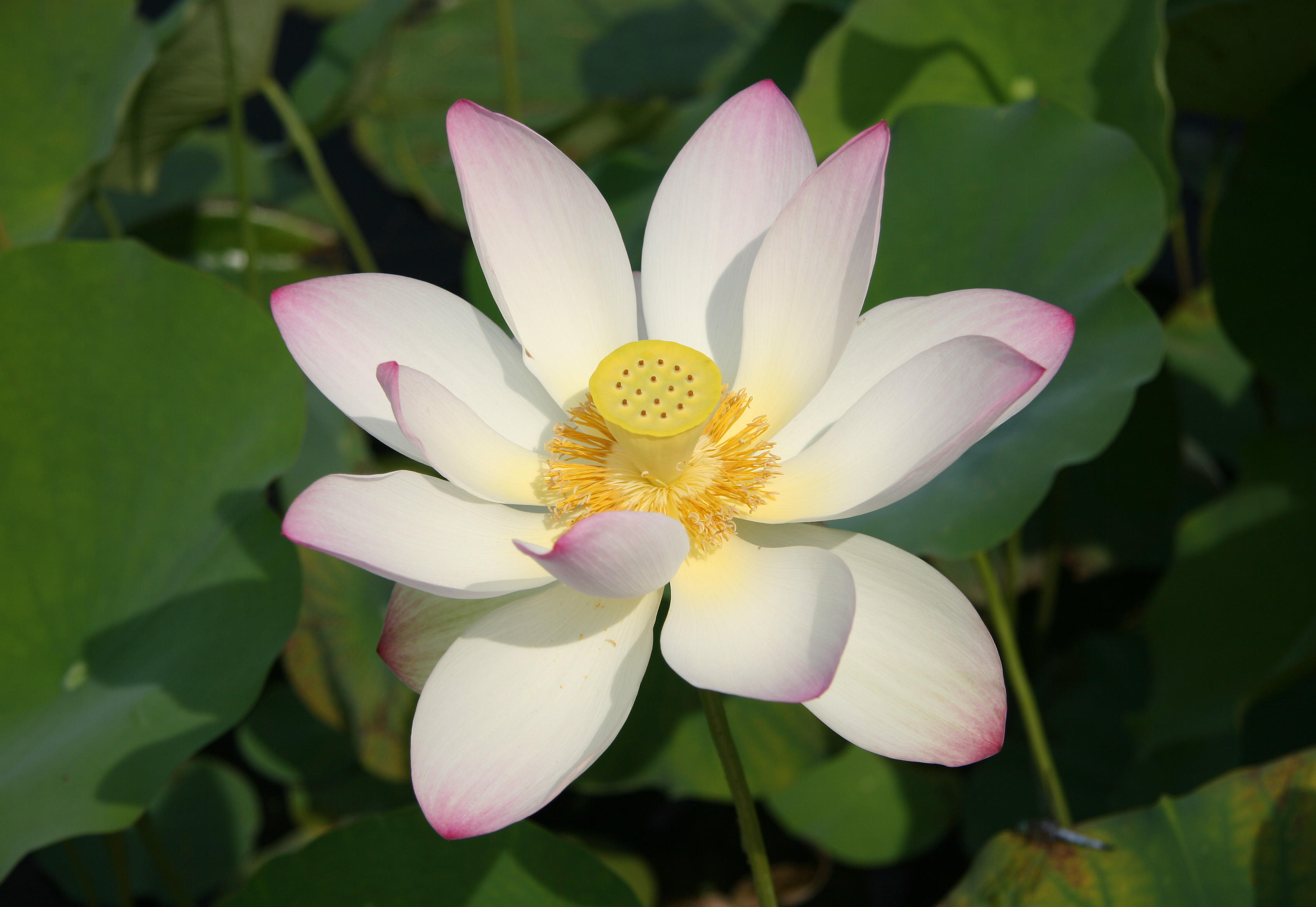 Lotus - Lily Pond Area