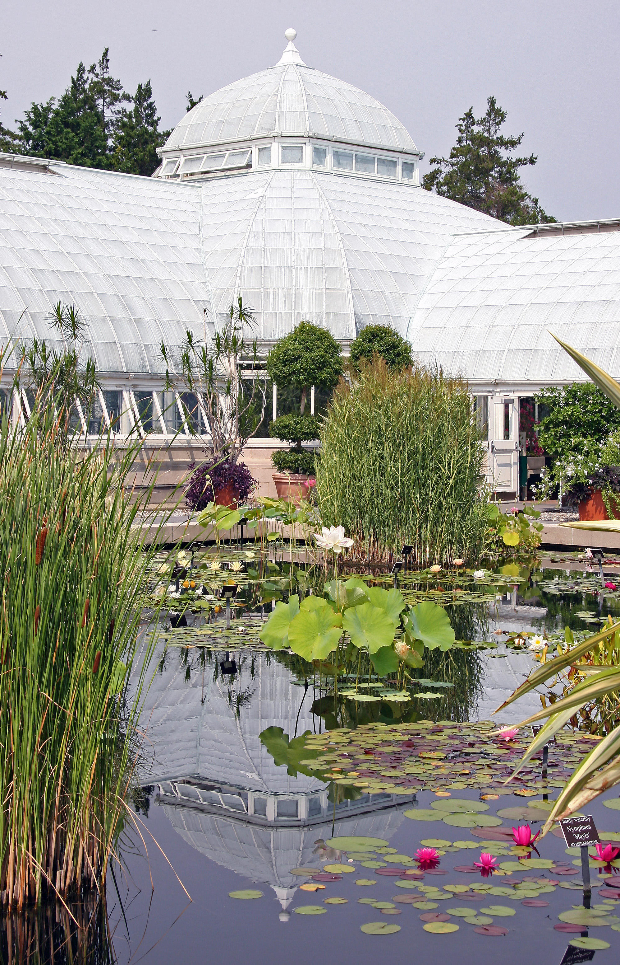 Lily Pond Area