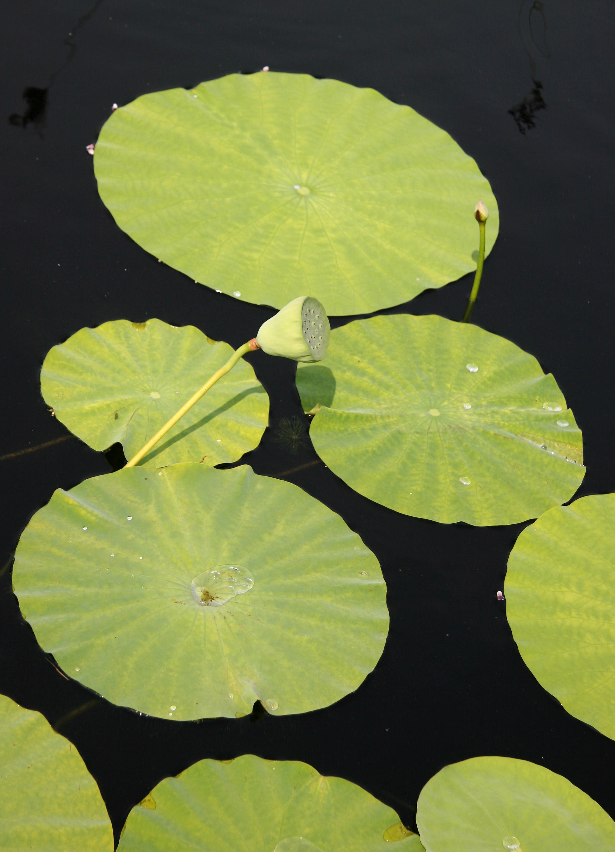 Lotus - Lily Pond Area