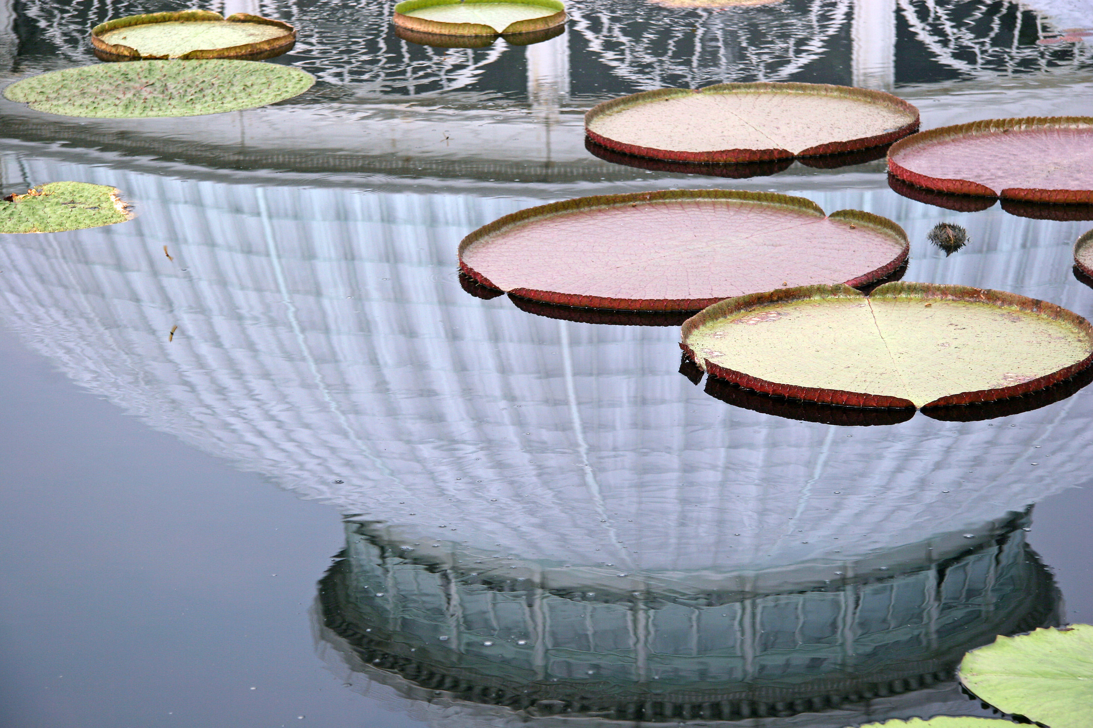 Lily Pond Area