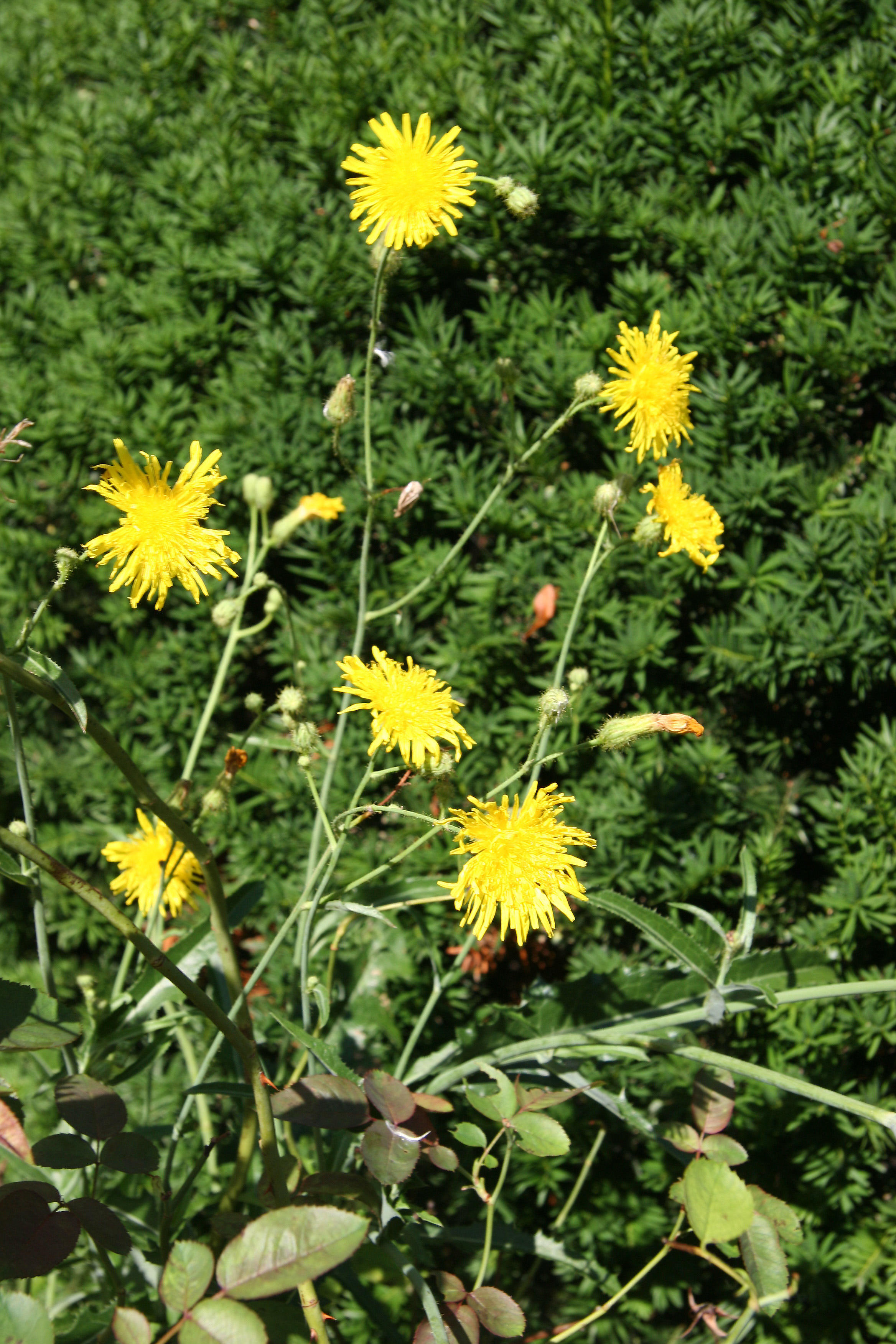 Dandelions