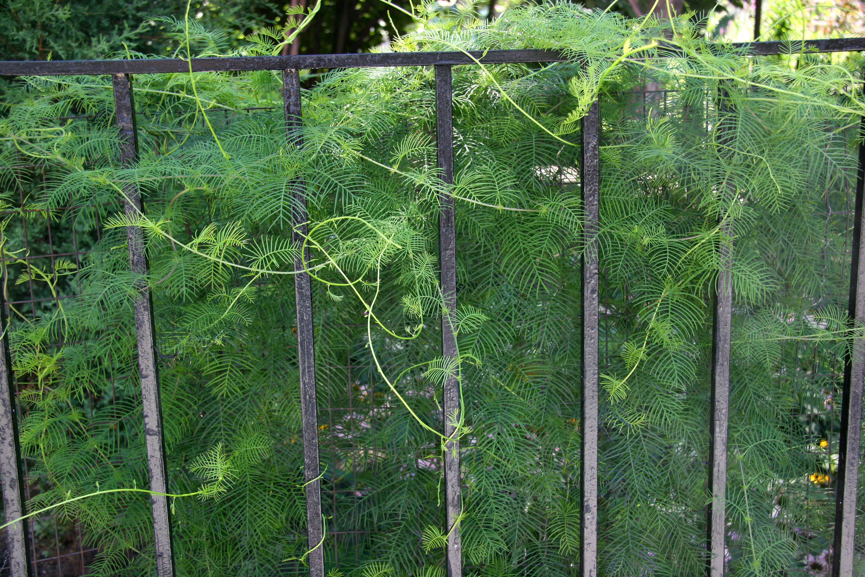 Ipomoea quamoclit or Cypress Vine Cardinal Climber