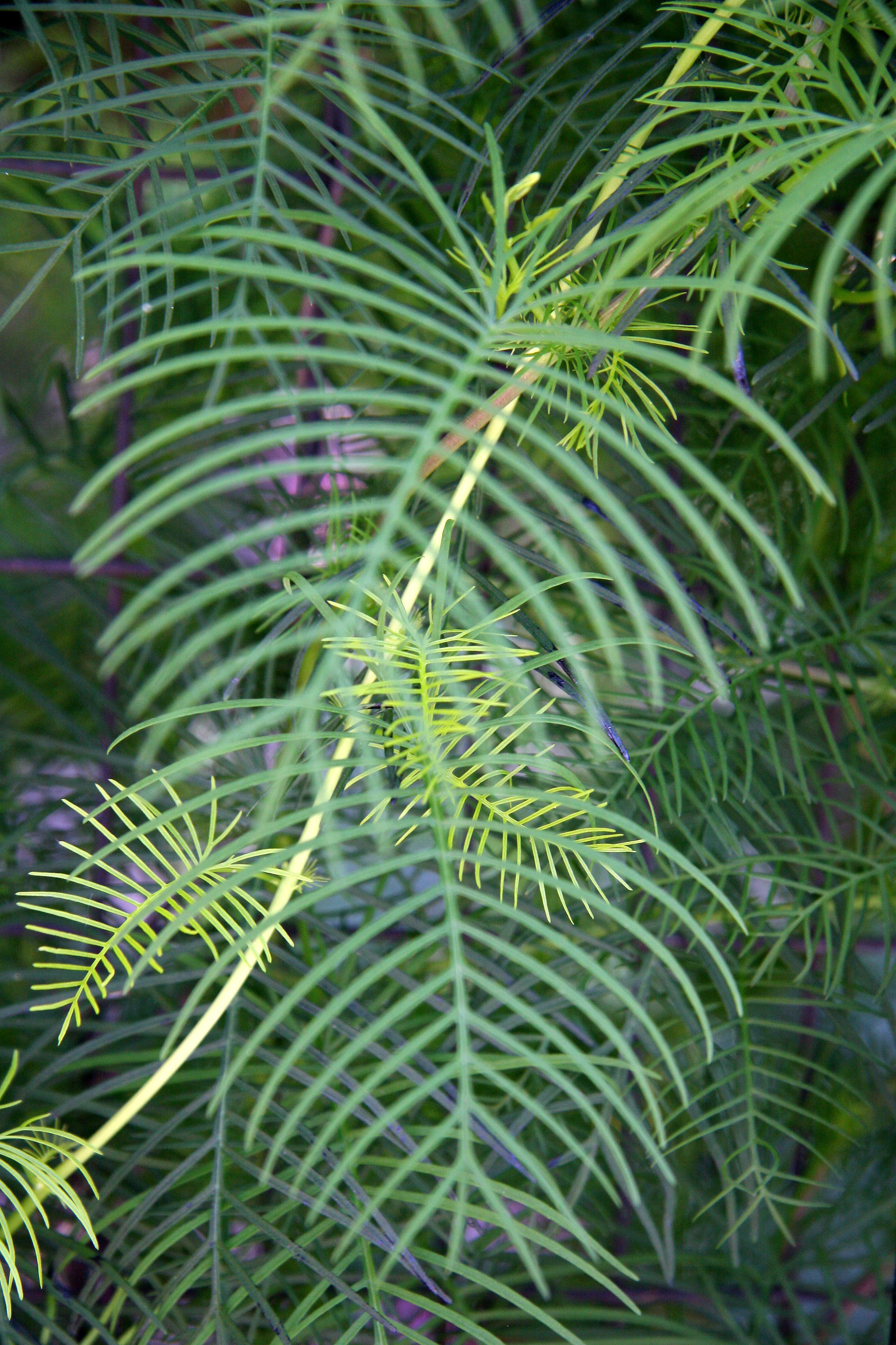 Ipomoea quamoclit or Cypress Vine Cardinal Climber Foliage