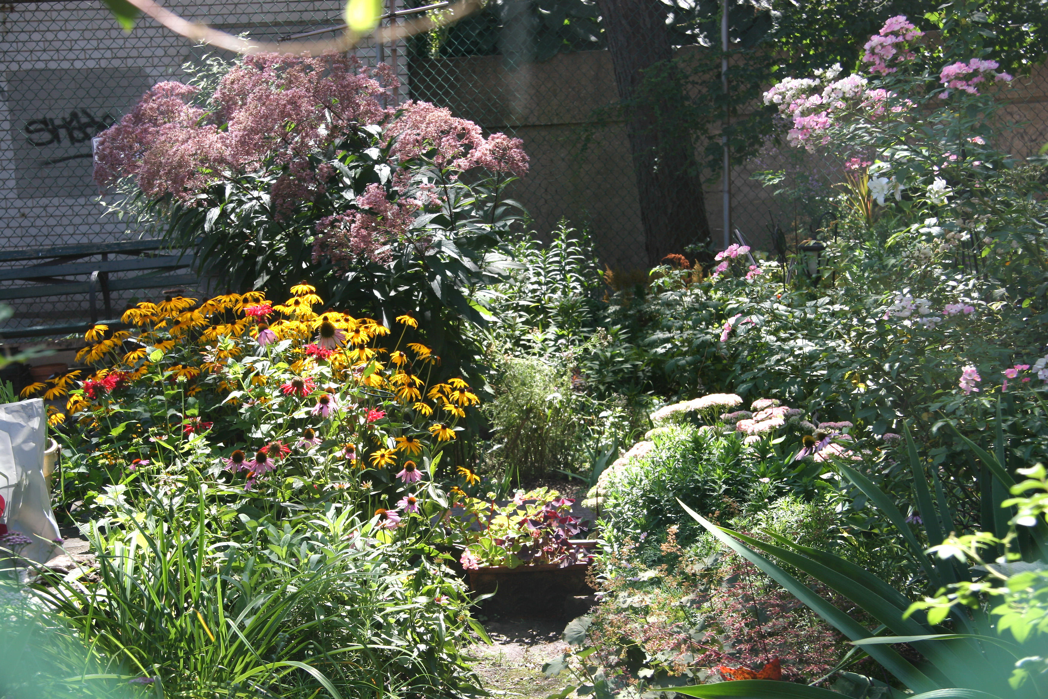 Garden Plot through a Chain Link Fence