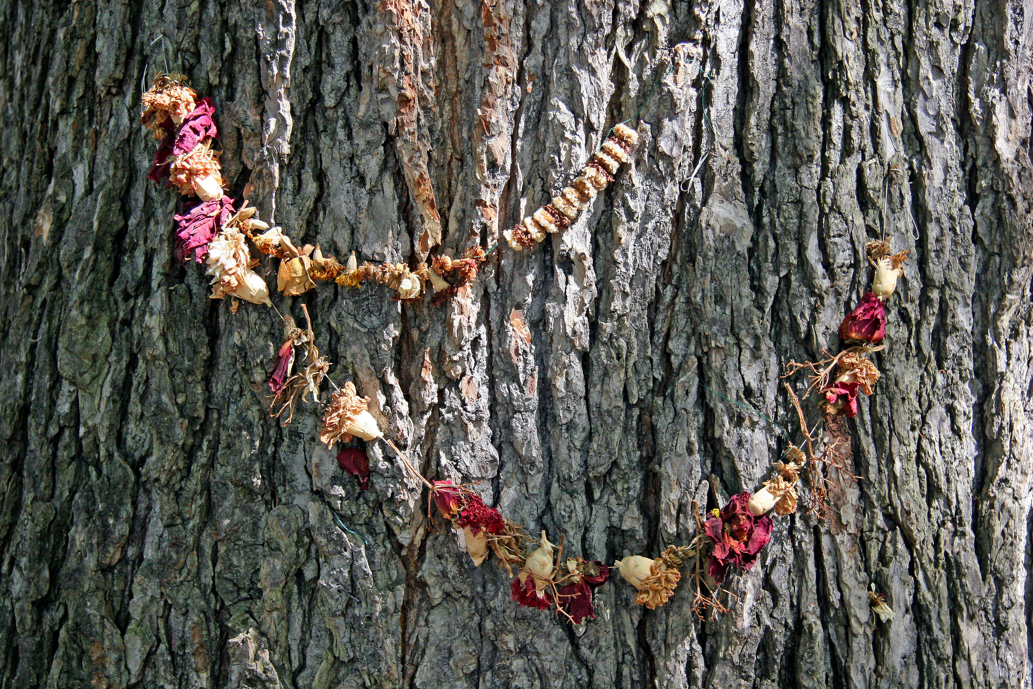 Hare Krishna Tree - American Elm
