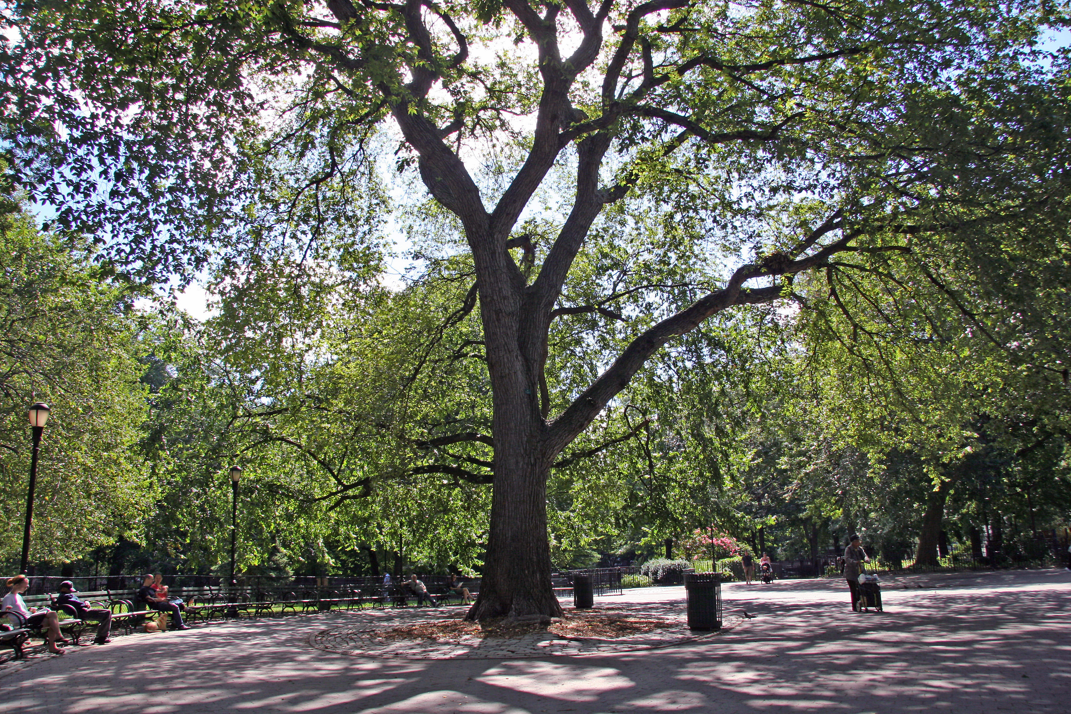 Hare Krishna Tree - American Elm