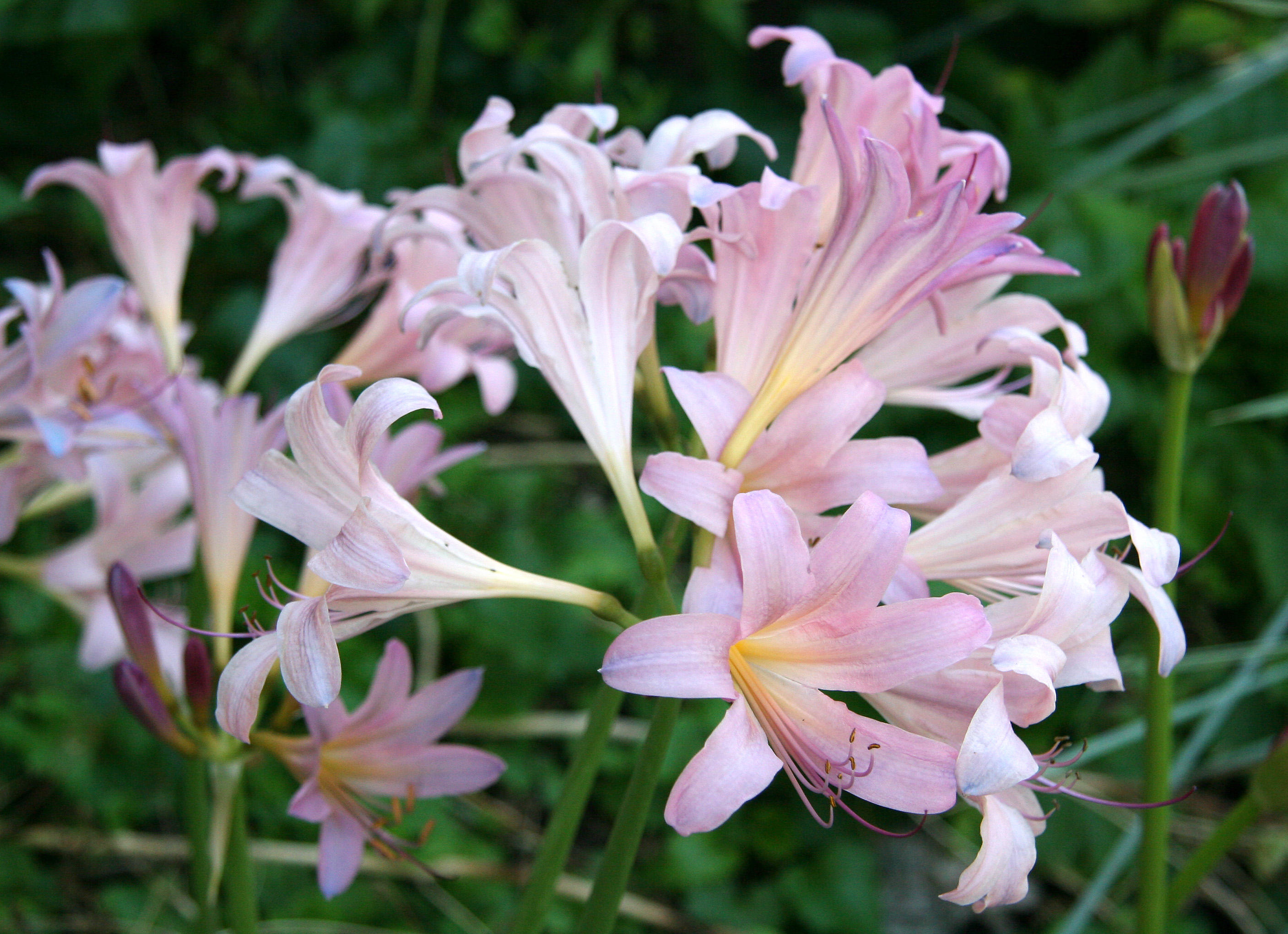 Lily Blossoms