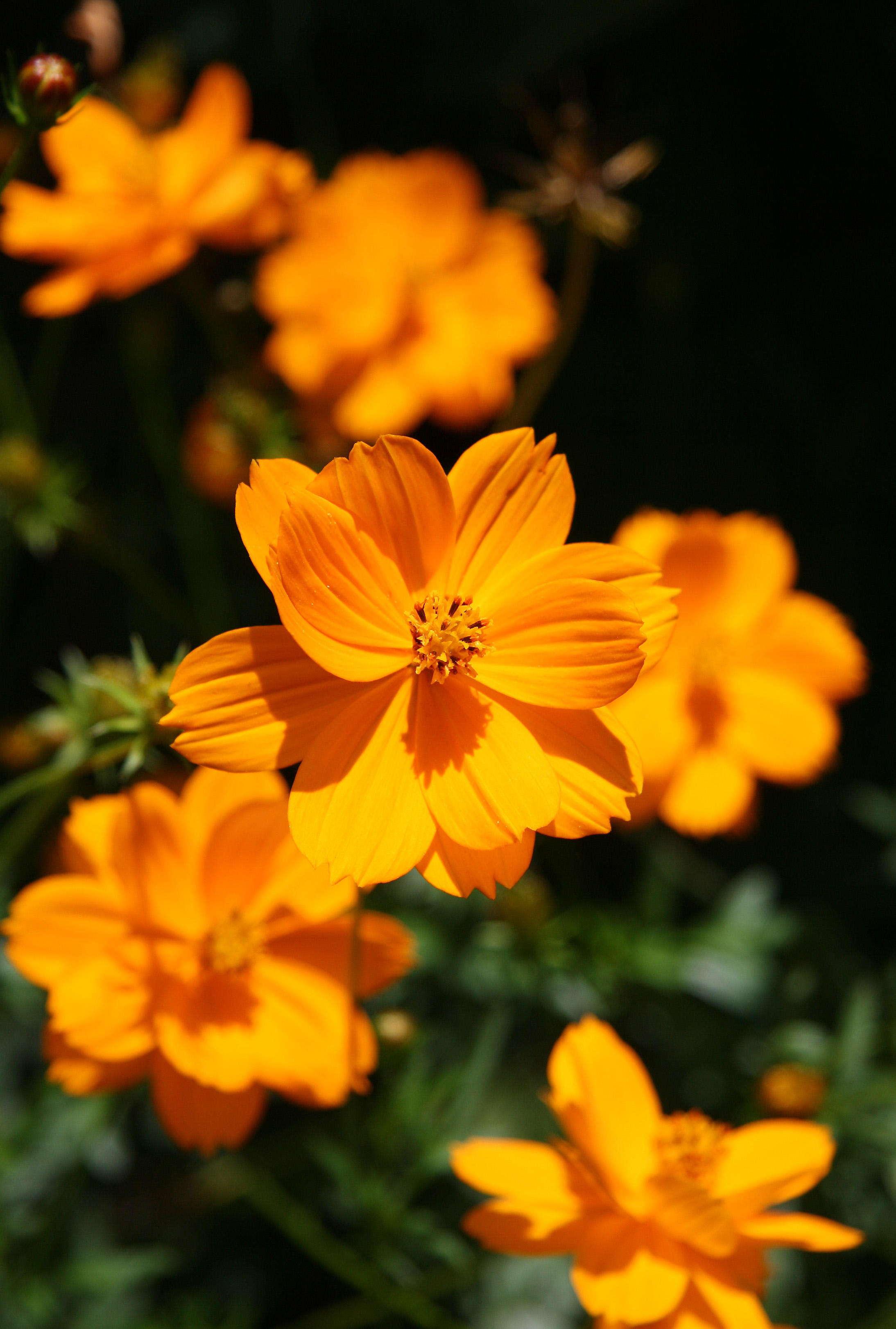 Orange Cosmos Blossoms