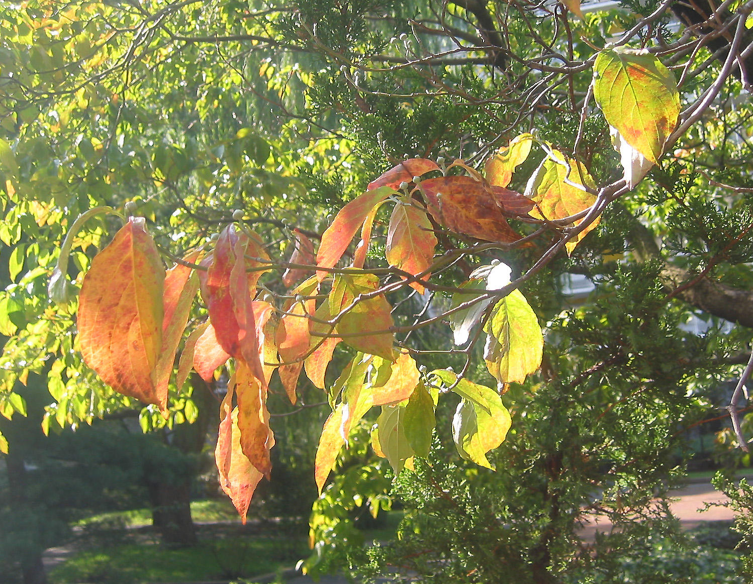 Dogwood Foliage