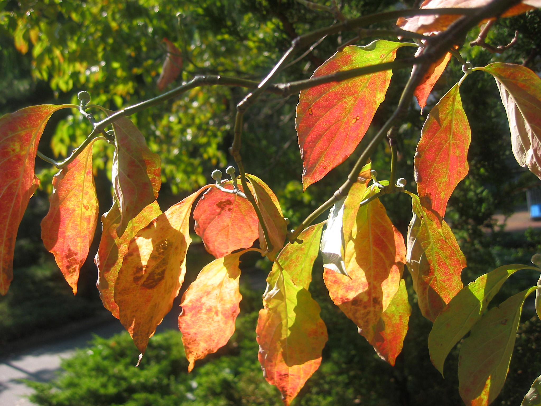 Dogwood Foliage