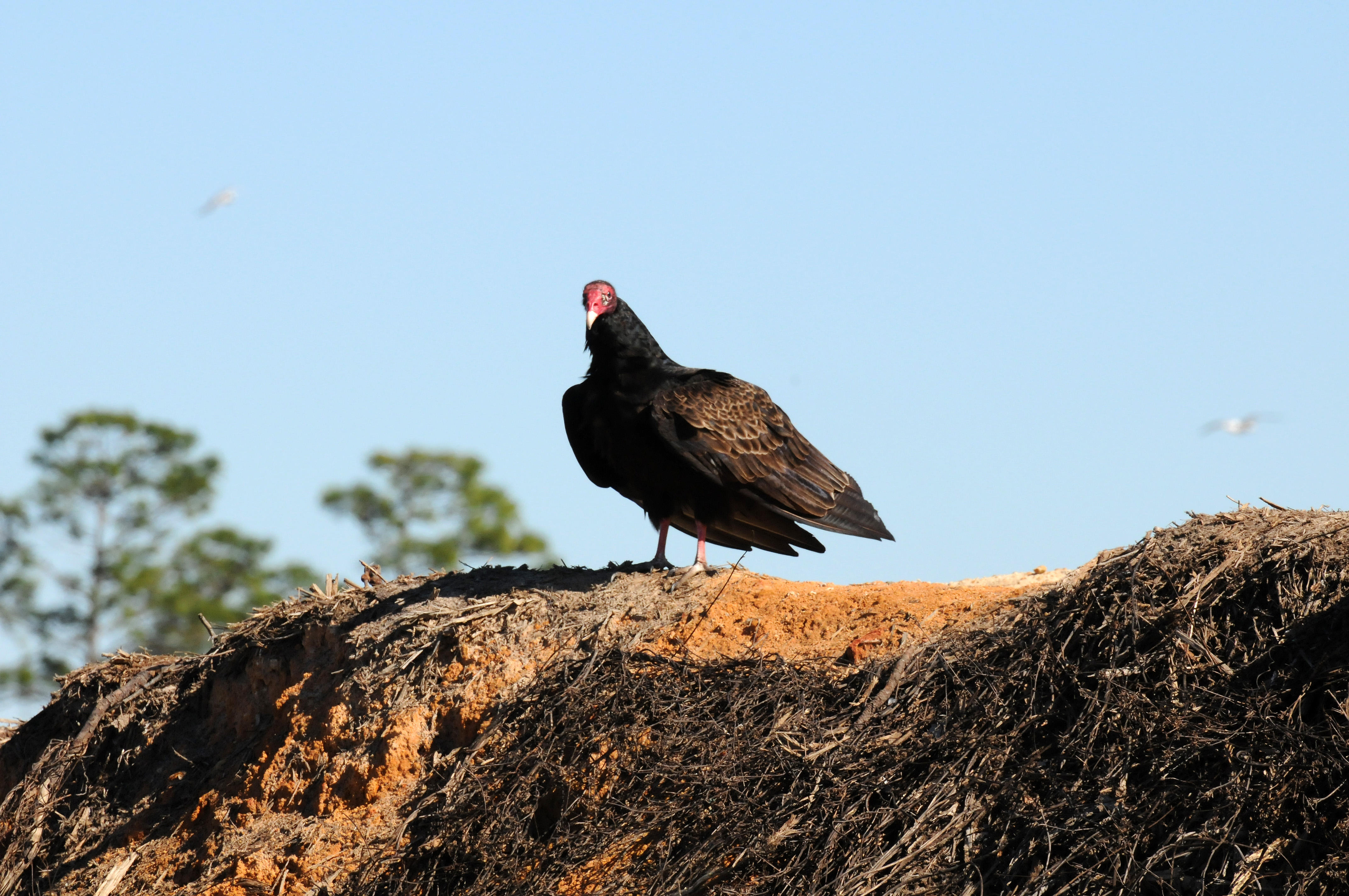 Turkey Vulture - Cathartes aura