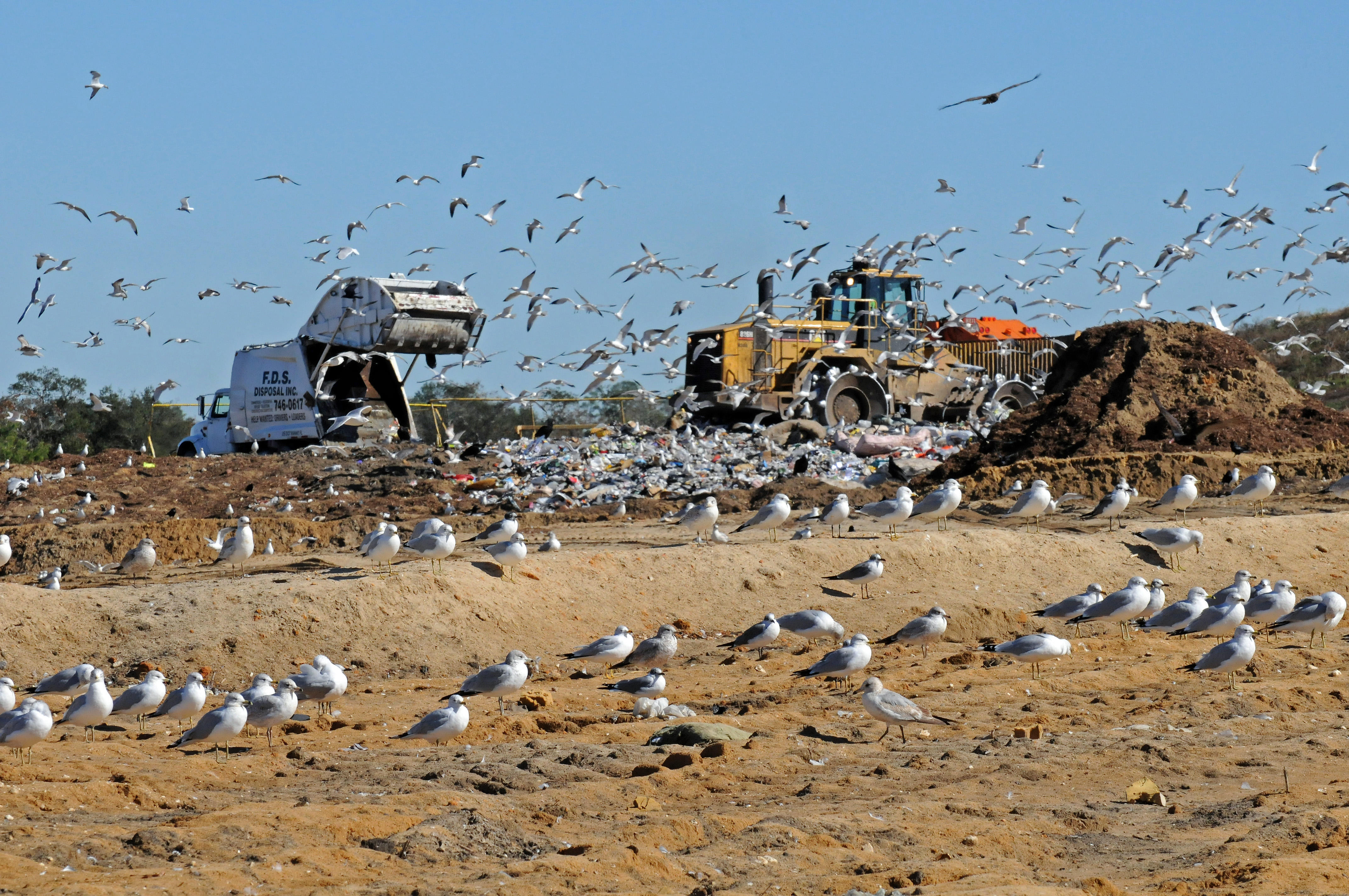 Mostly Gulls