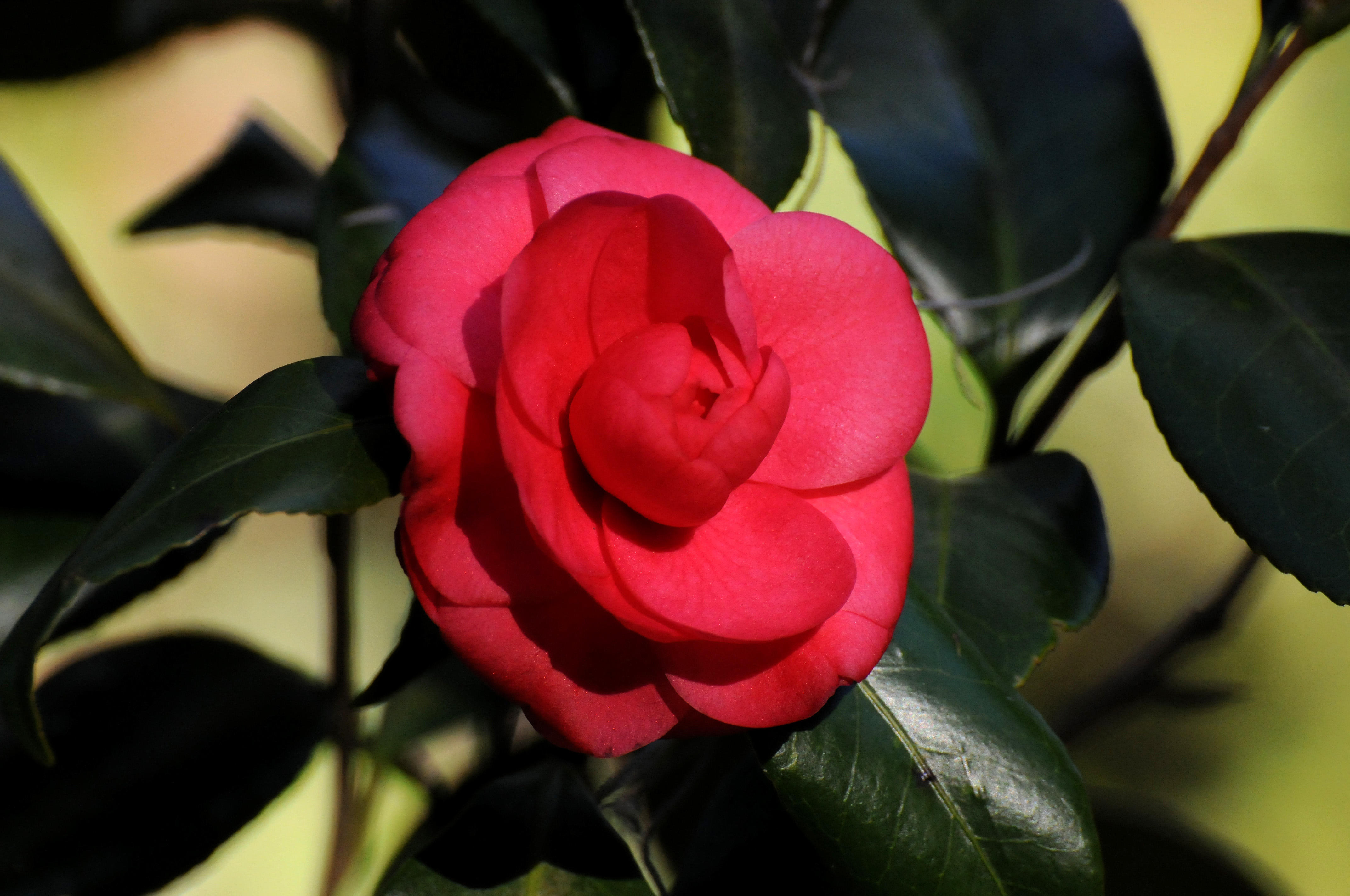 Camellia