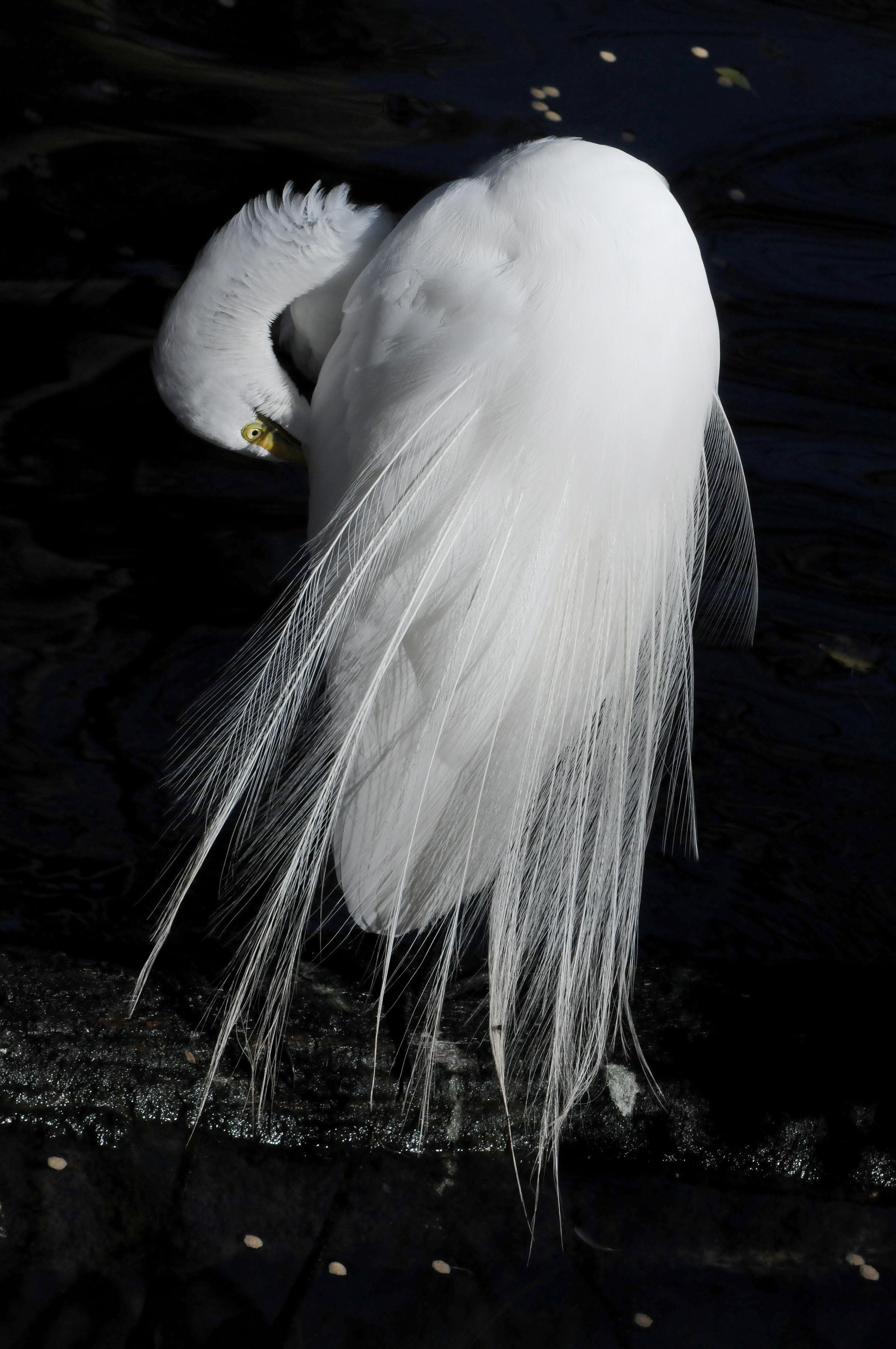 Great Egret or Casmerodius albus - Wildlife State Park