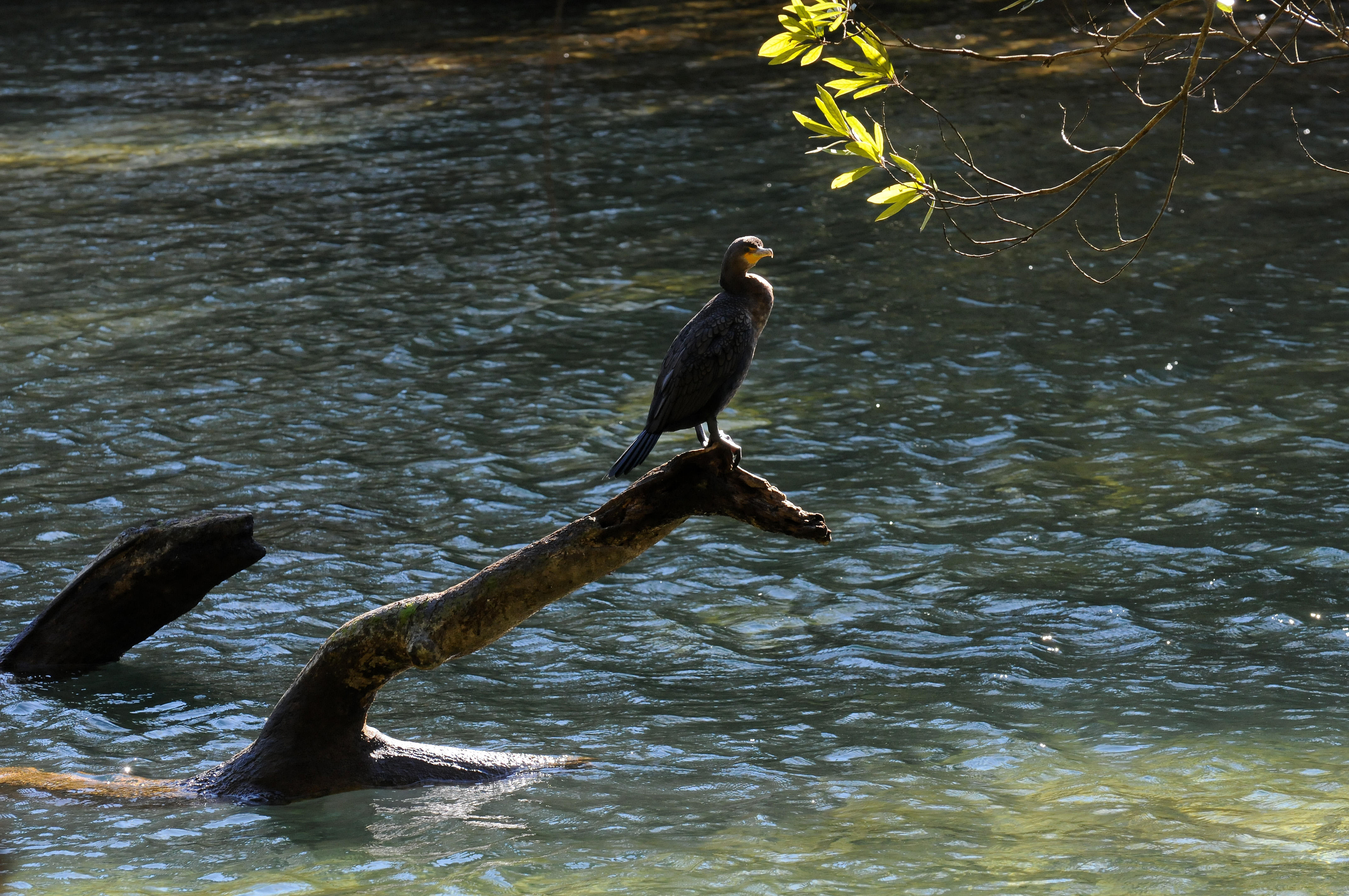 Cormorant - Wildlife State Park