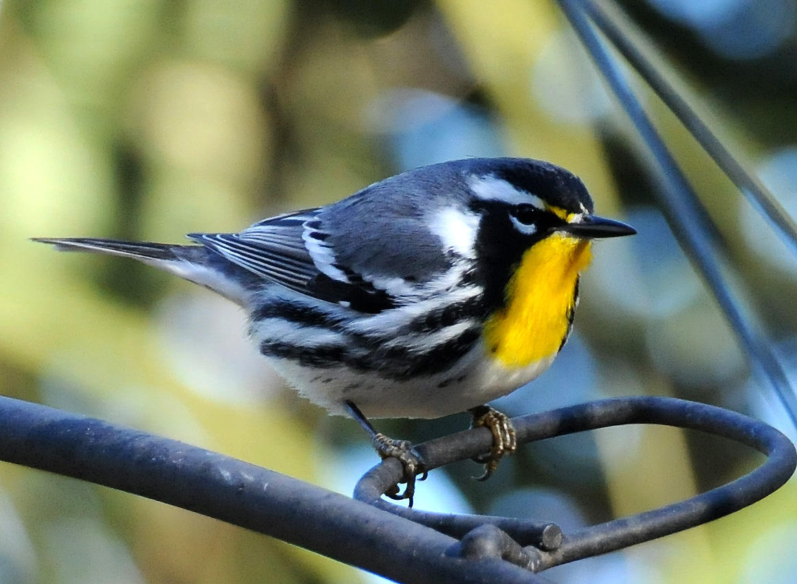 Yellow Throated Warbler or Dendroica dominica