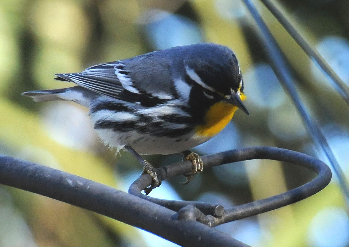 Yellow Throated Warbler or Dendroica dominica