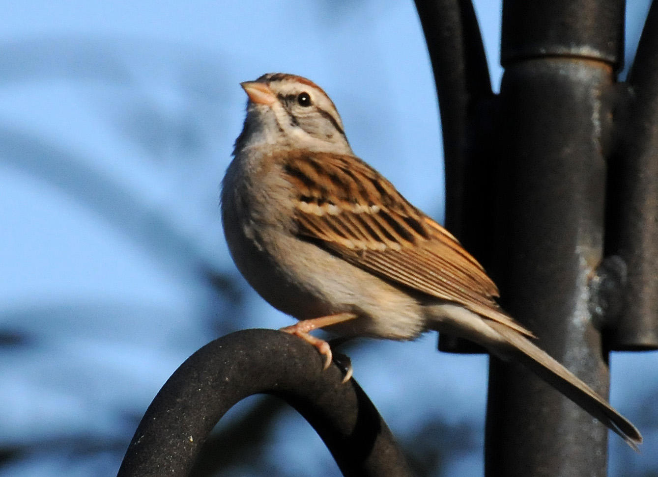 White Throated Sparrow