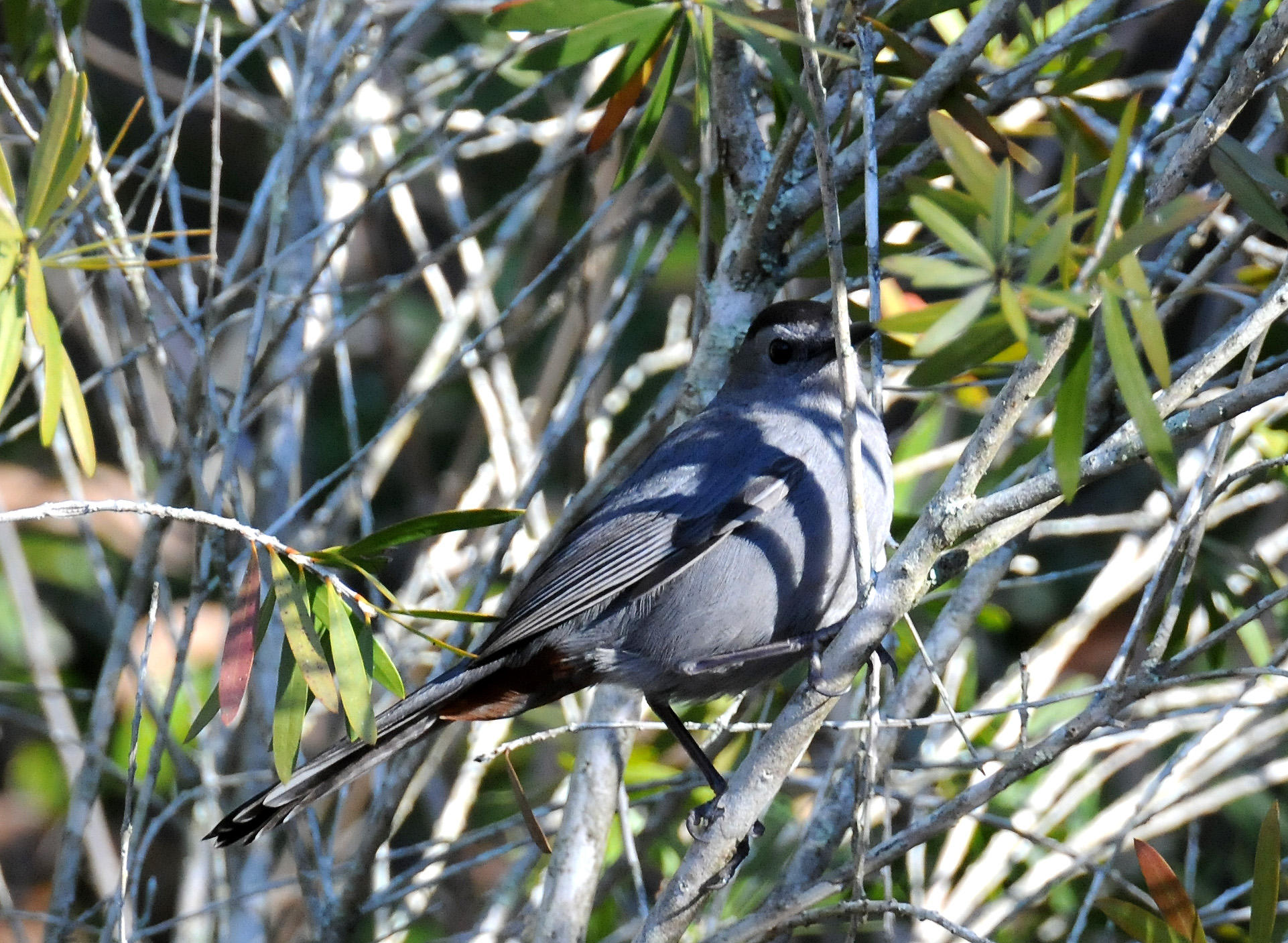 Gray Catbird - Dumetella carolinensis