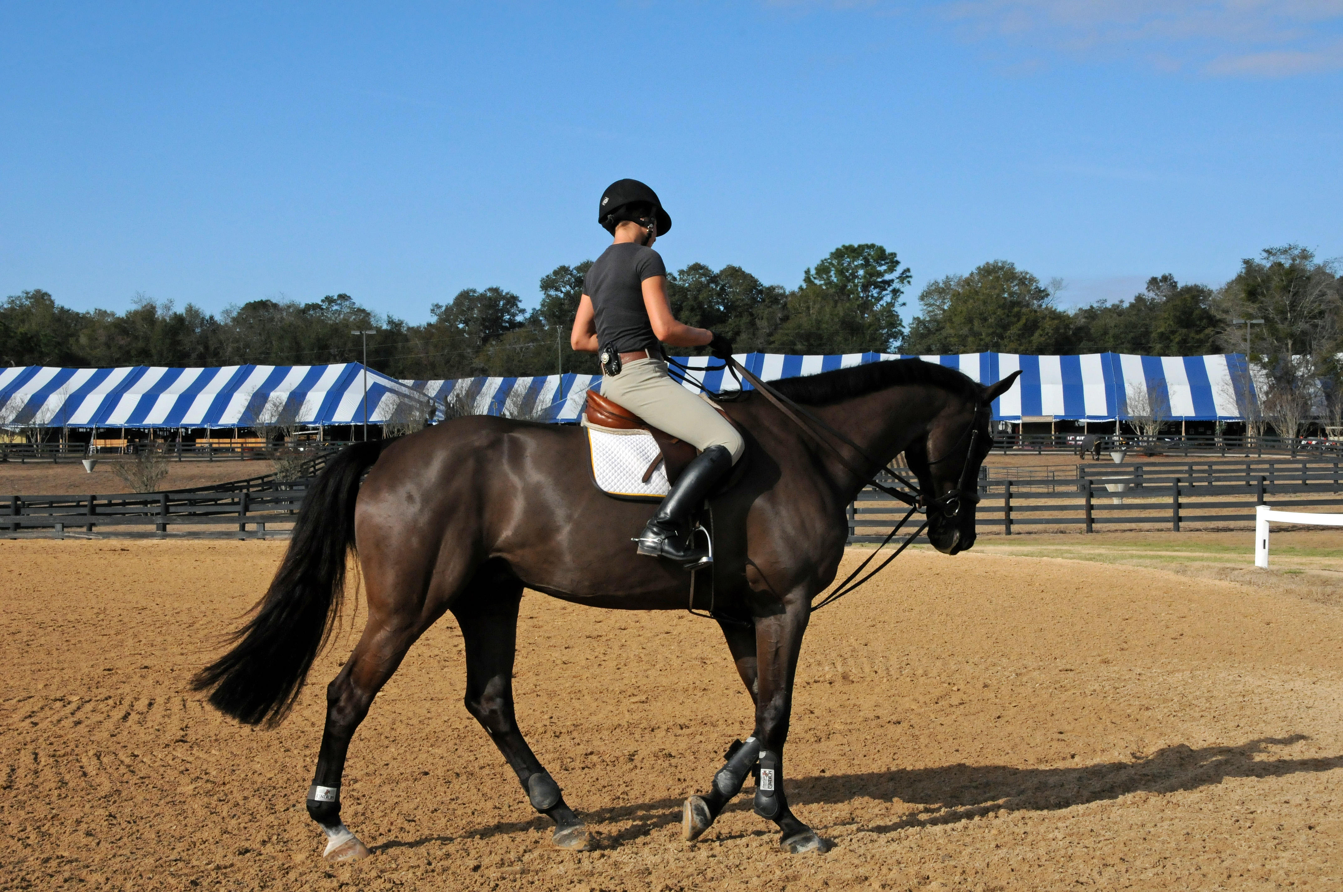 Horses in the Sun Show Preparations