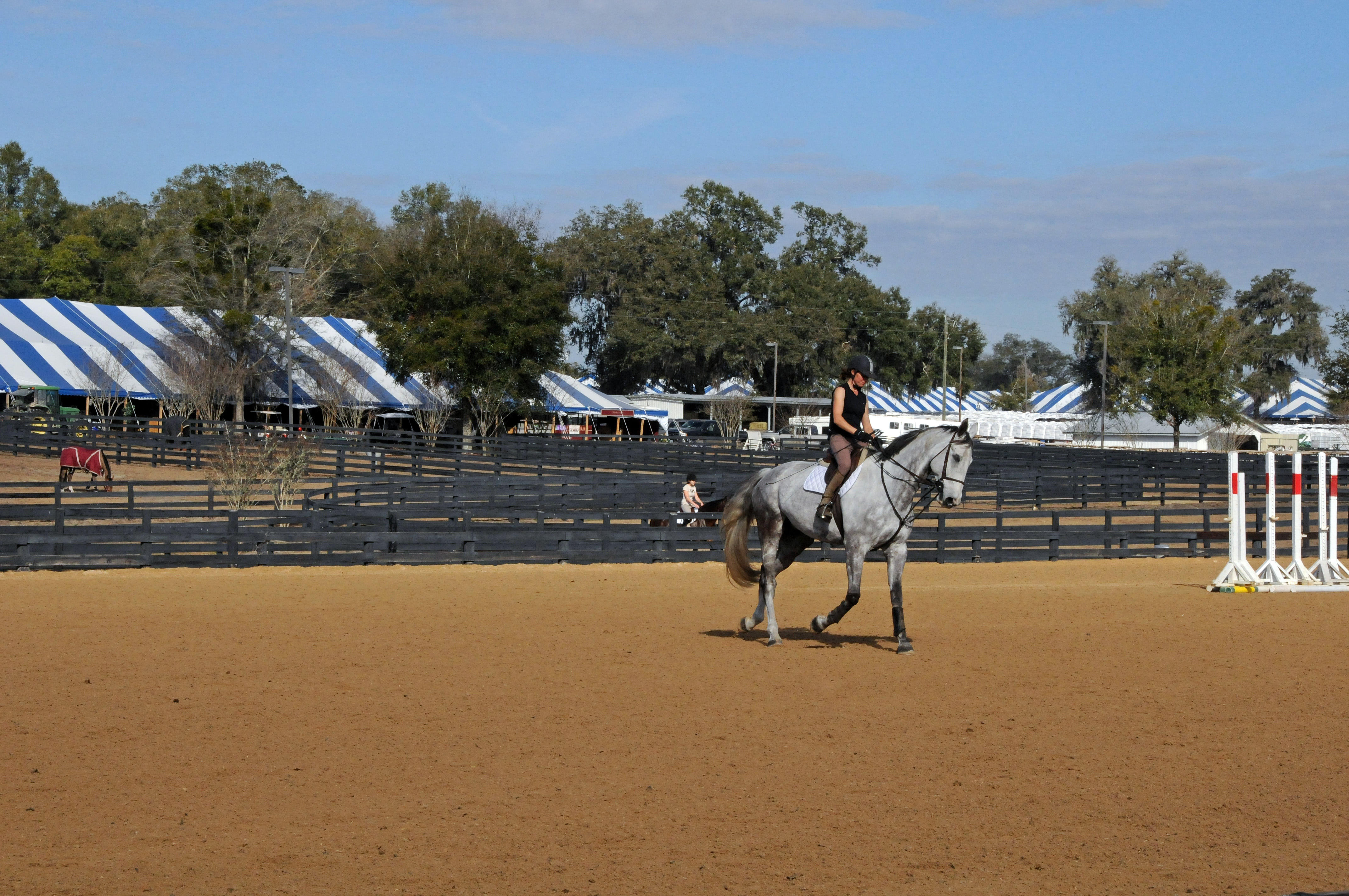 Horses in the Sun Show Preparations