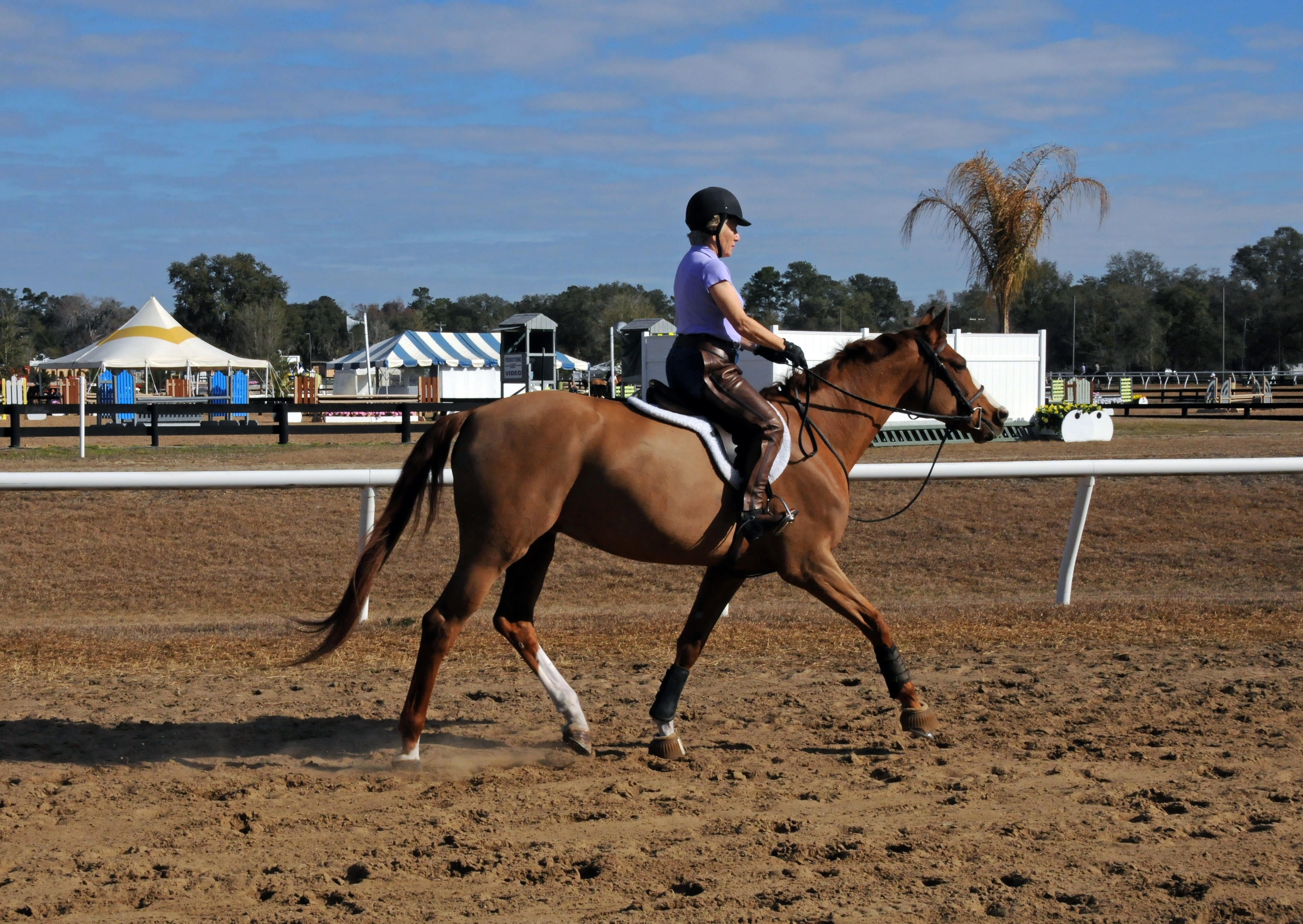 Horses in the Sun Show Preparations