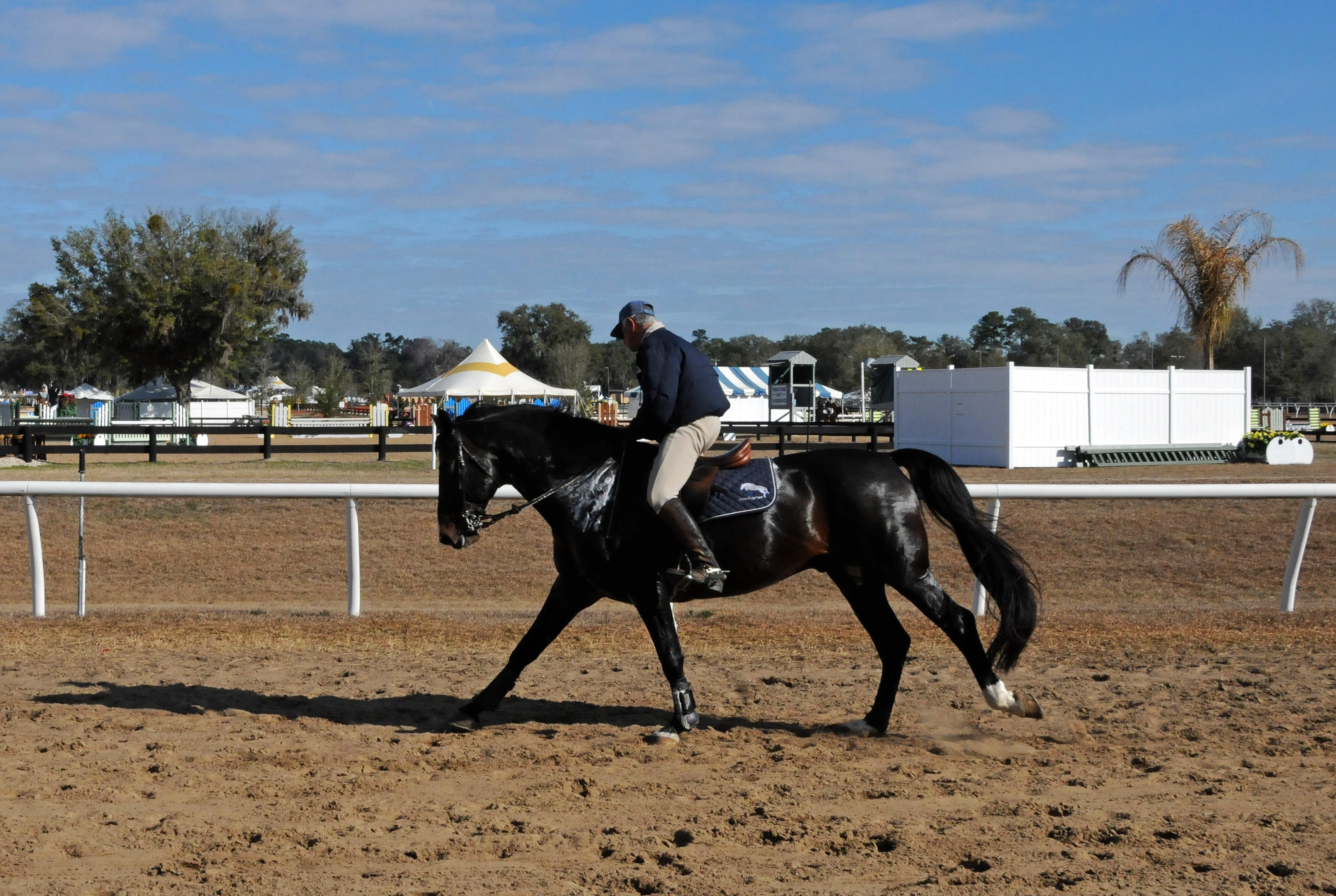 Horses in the Sun Show Preparations