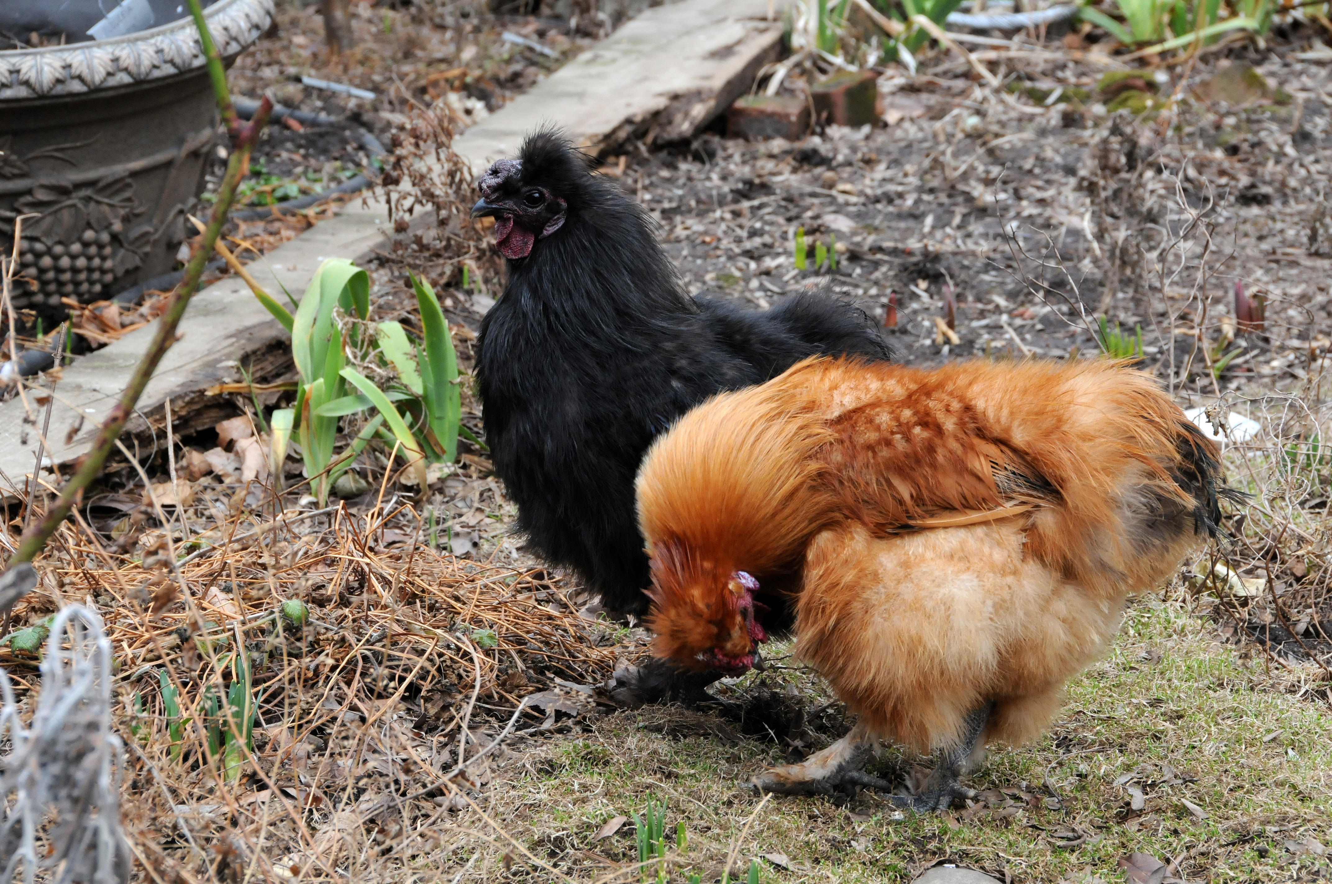 Rooster Vistors