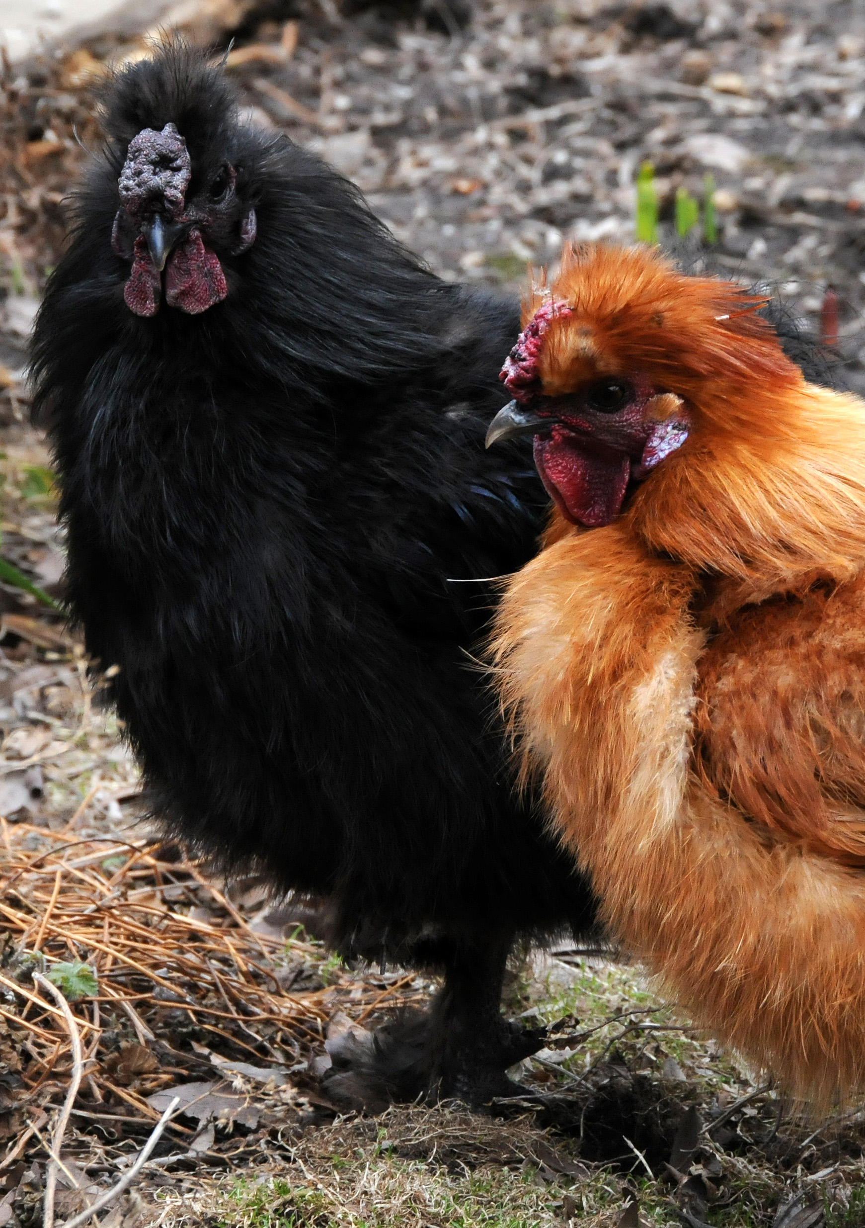 Rooster Vistors