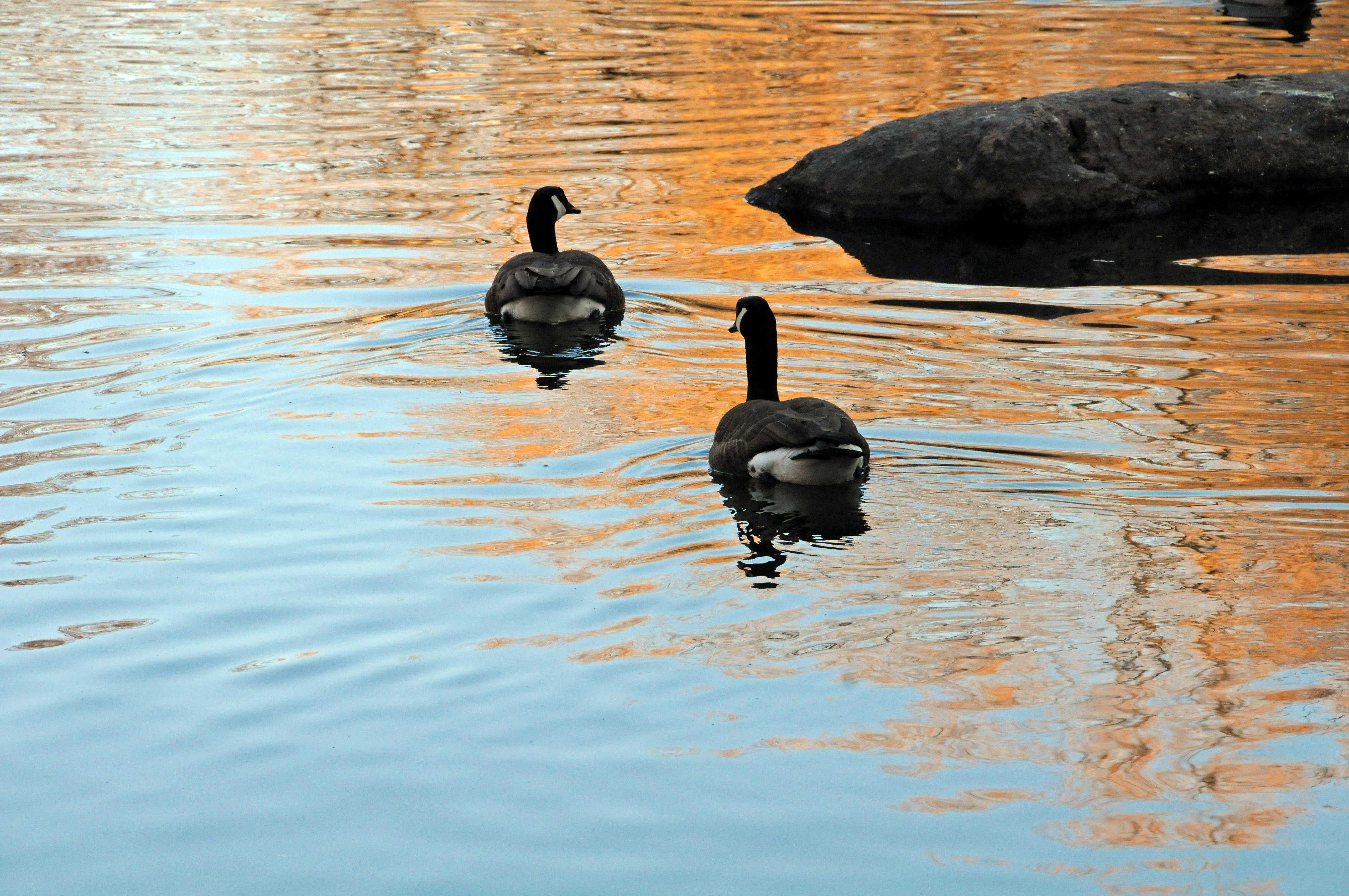 Canadian Geese at the Duck Pond