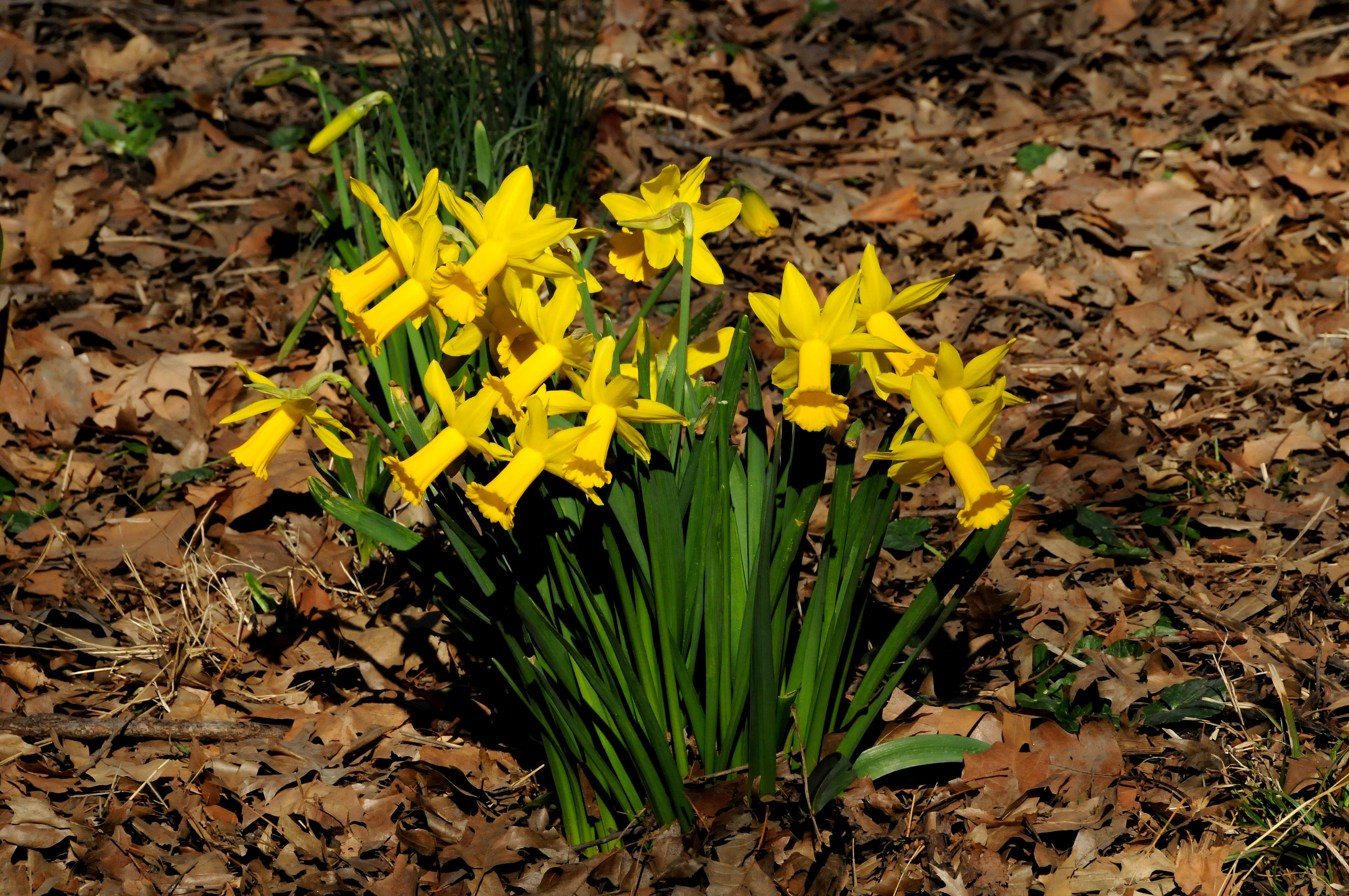 Daffodils in Bloom near Sheeps Meadow