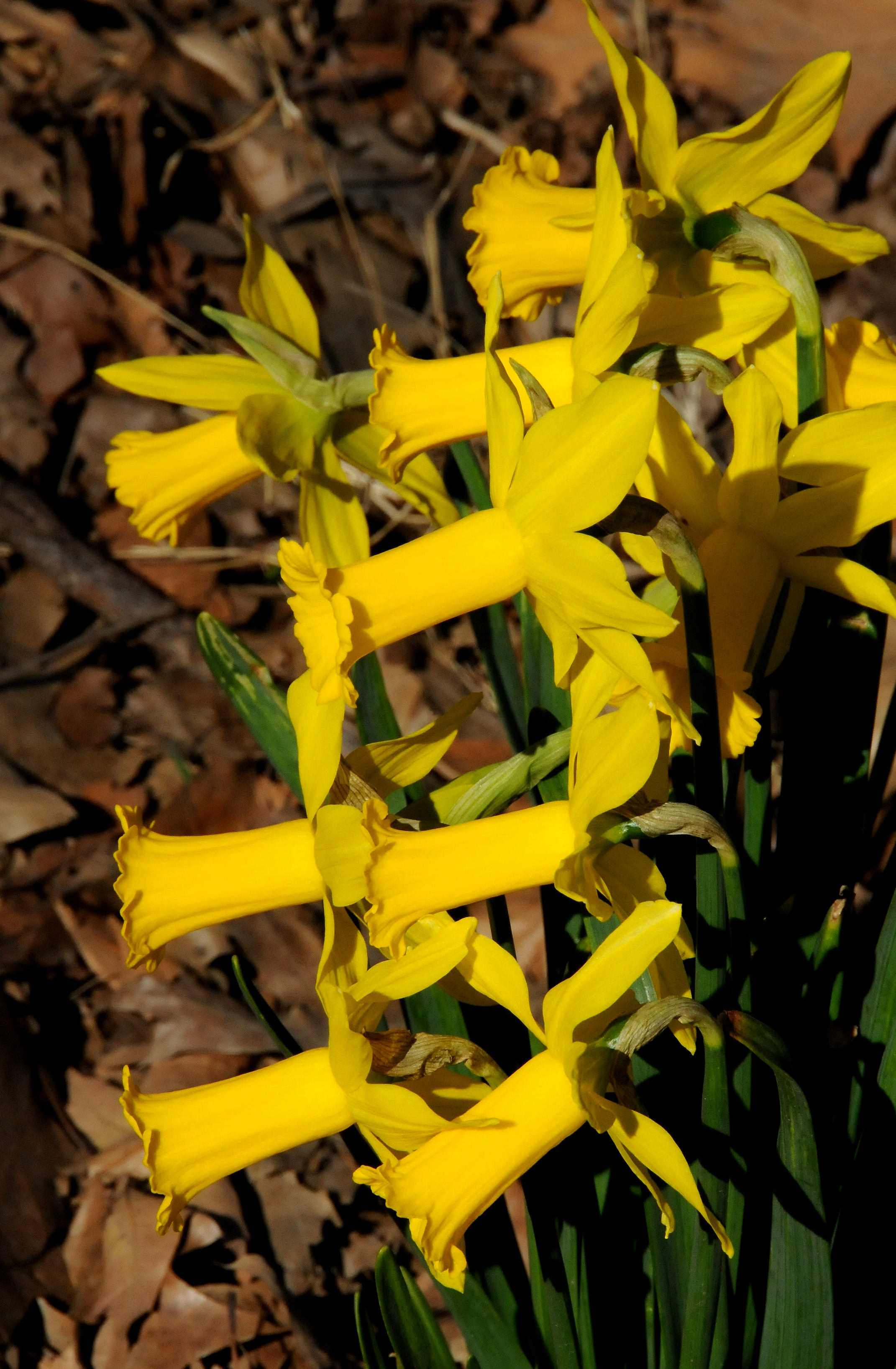 Daffodils in Bloom near Sheeps Meadow