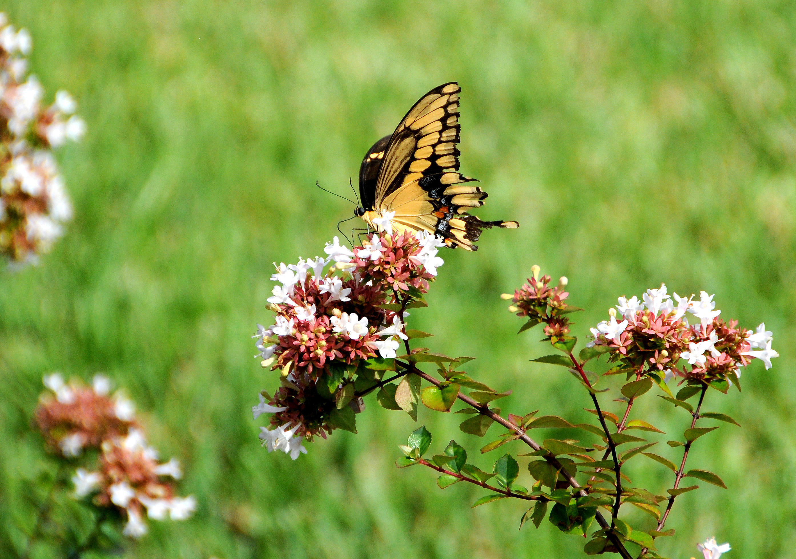 Giant Swallowtail Butterfly - Papilio cresphontes