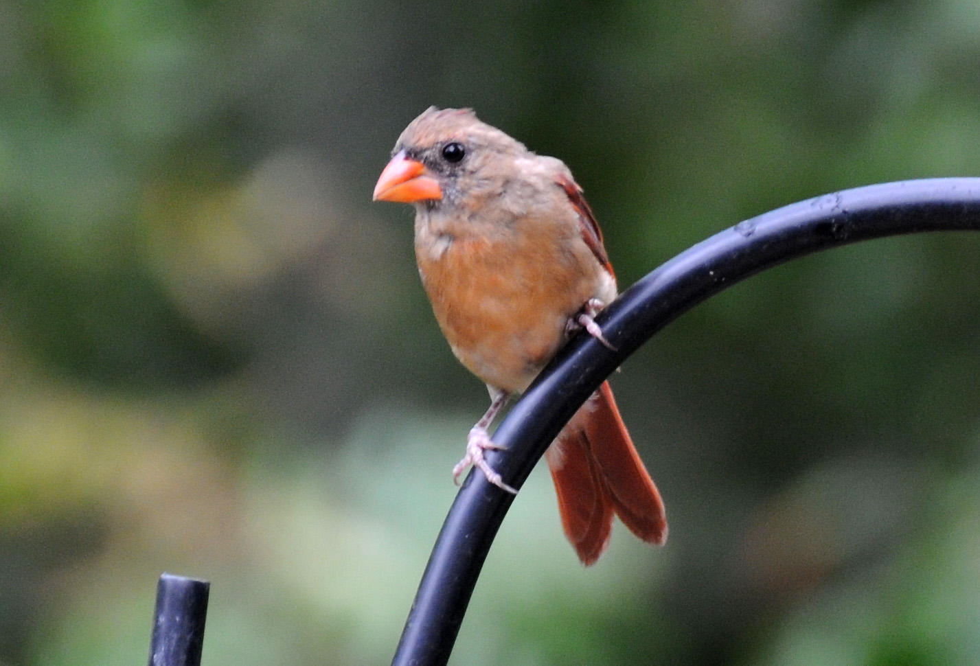 Cardinal