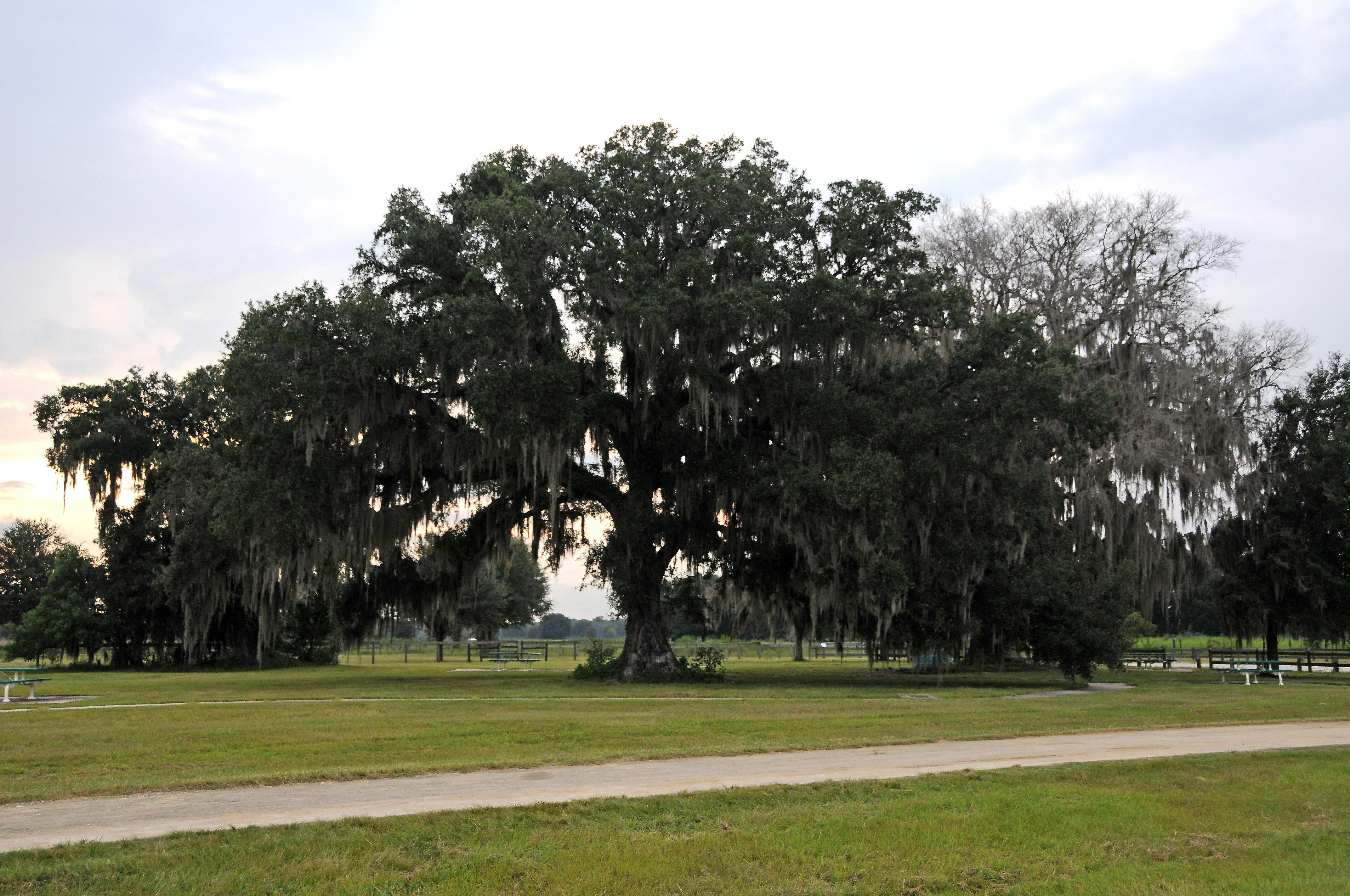 Live Oak Tree