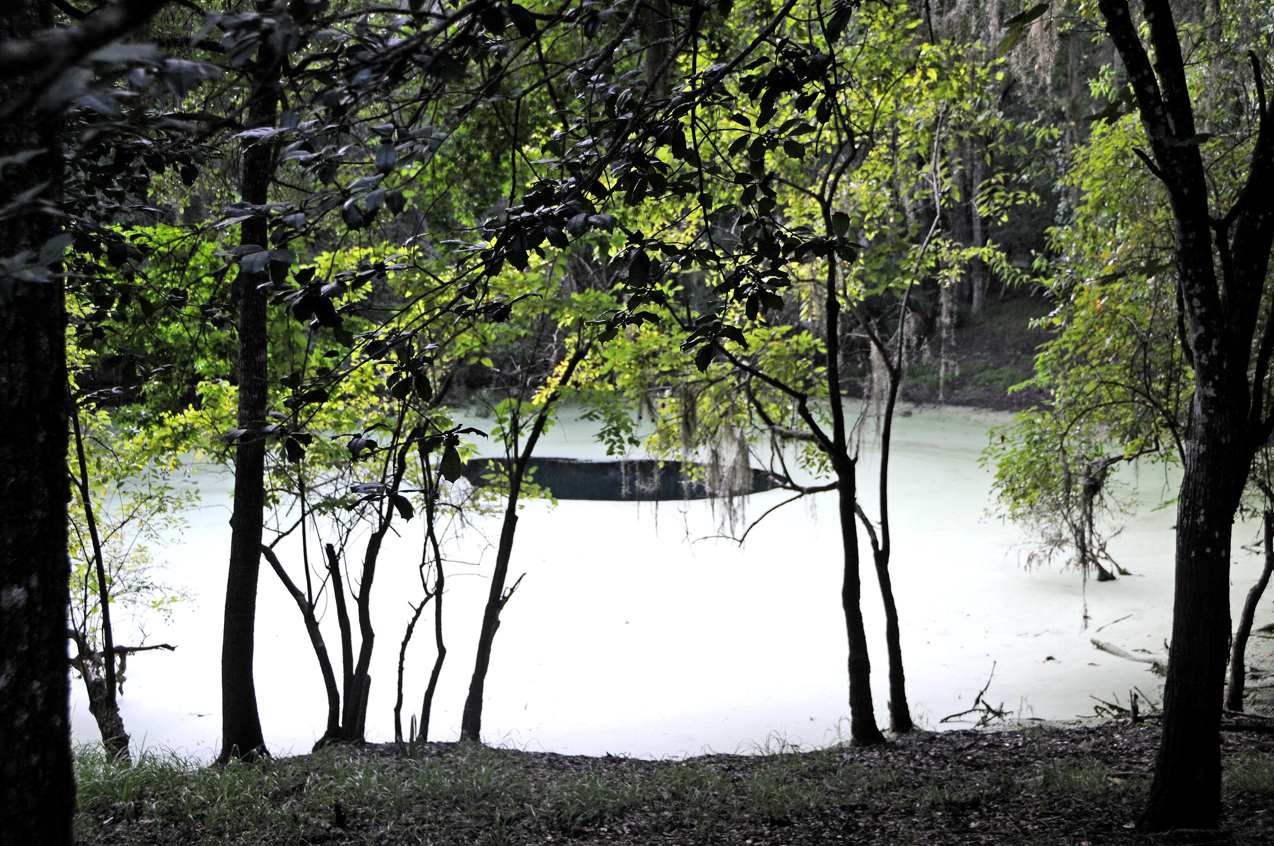 Green Mossy Pond