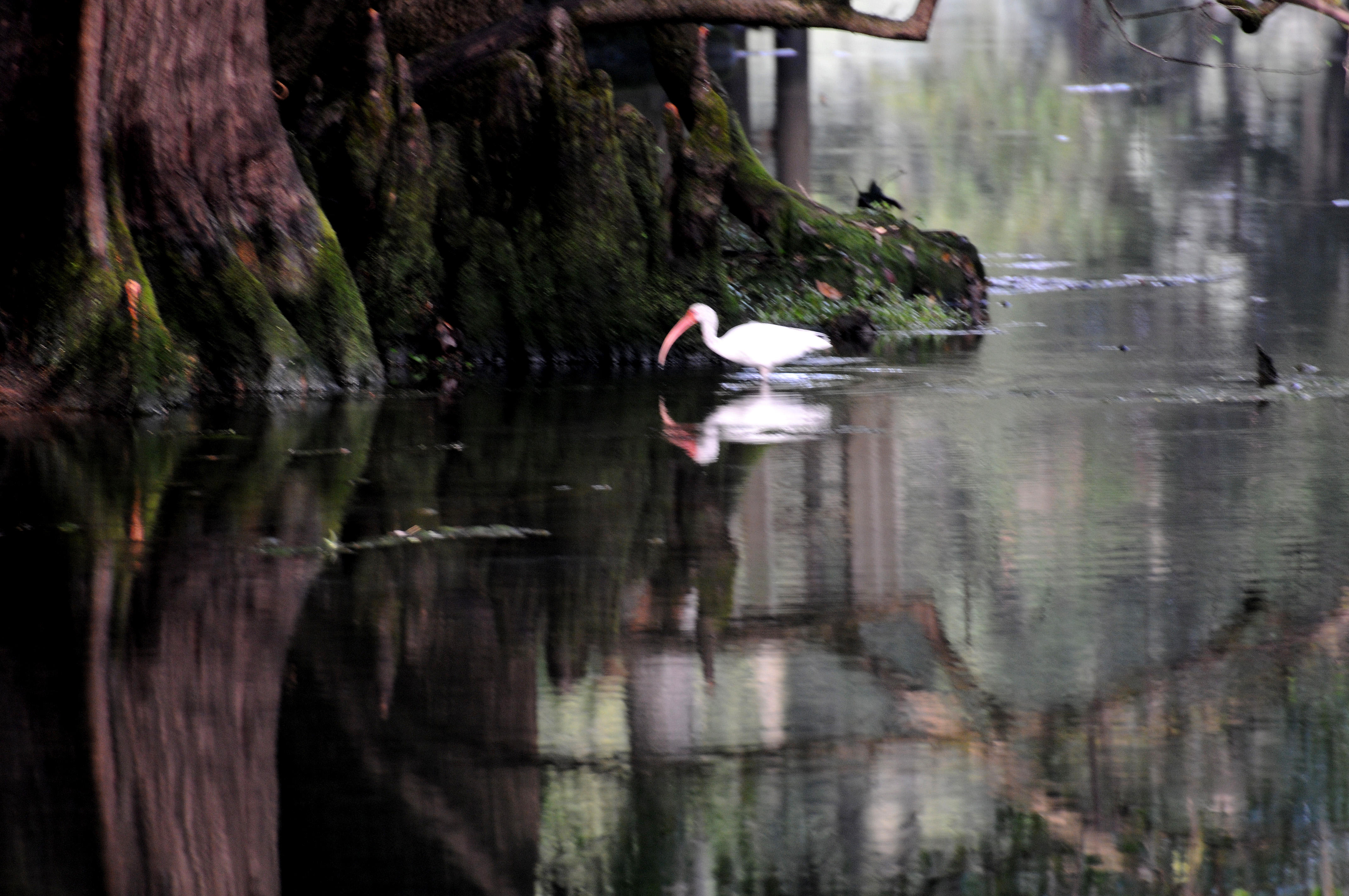 Ibis